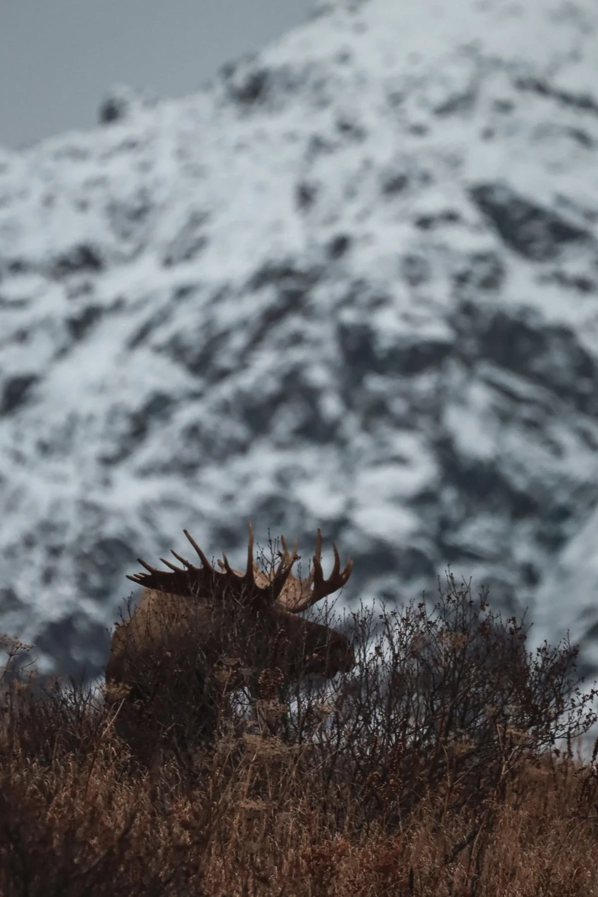 A large brown moose standing among brown bushes in front of a snowy mountain in Alaska