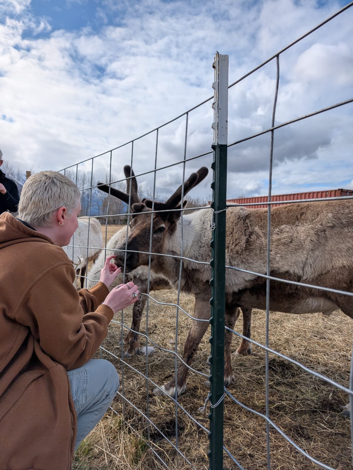 Person crouching near a fence, feeding a reindeer with antlers at a farm or petting zoo, under partly cloudy sky.