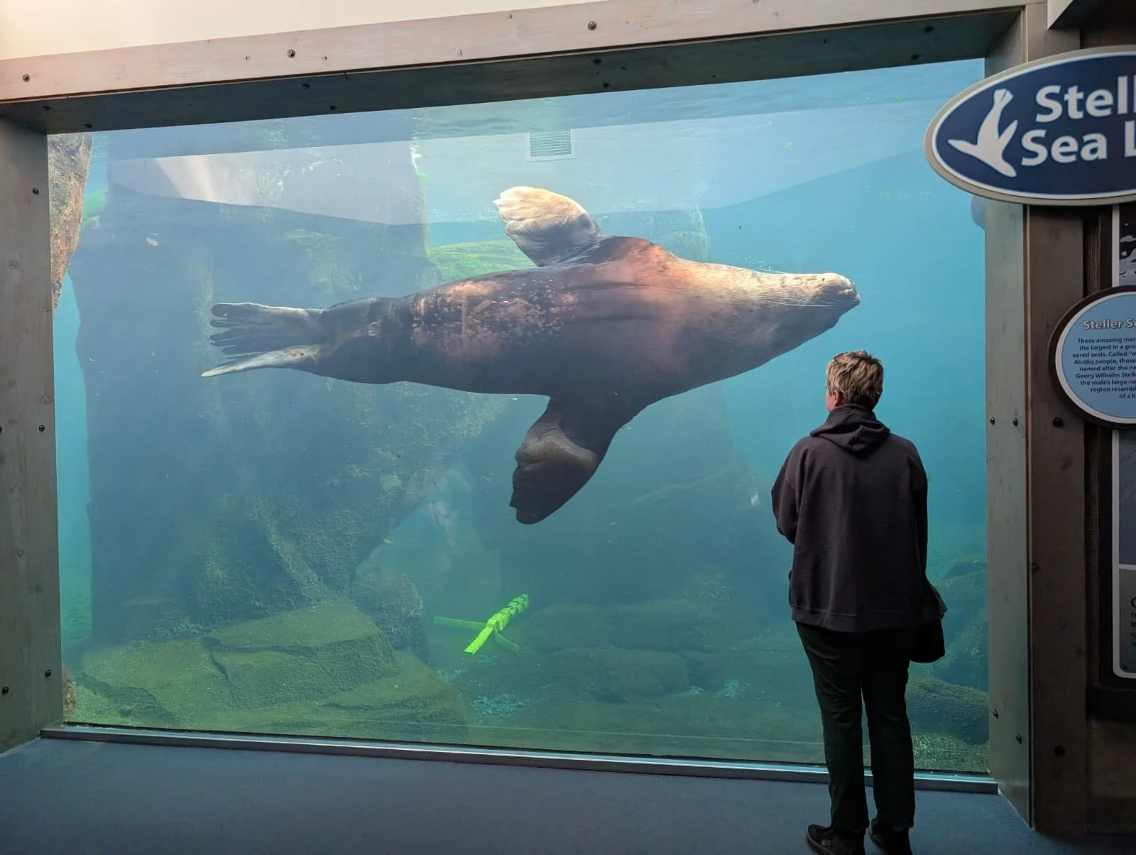 A large sea lion swimming inside an aquarium tank while a person observes through the glass in Seward, Alaska