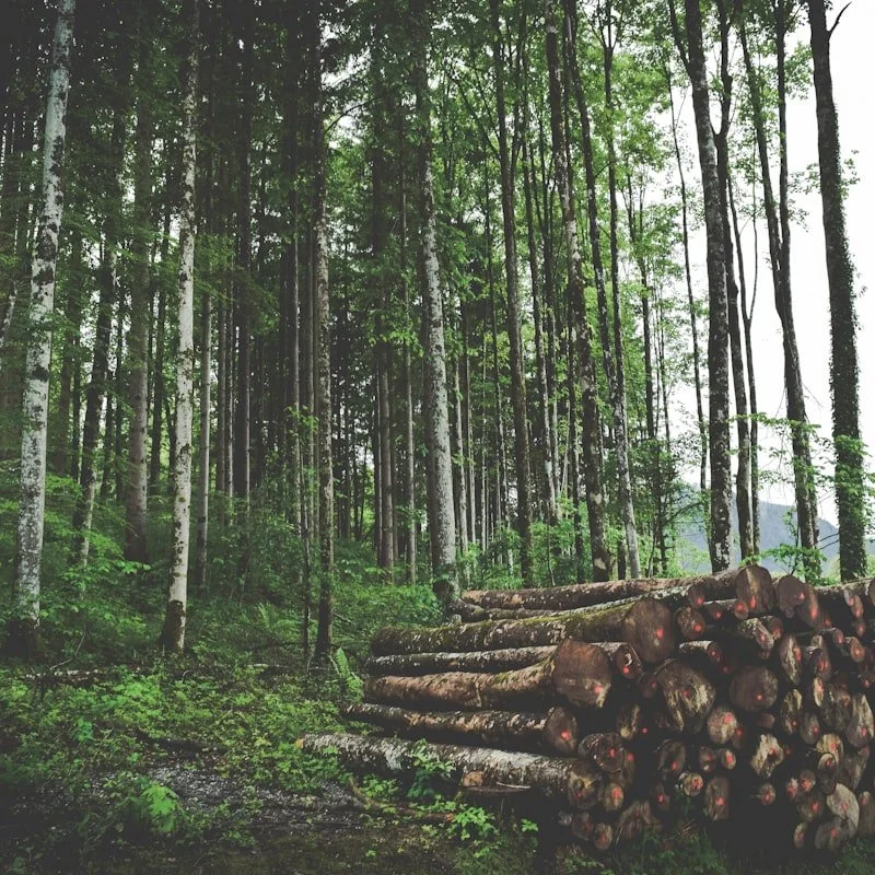 Forestry Entrepreneurship 101