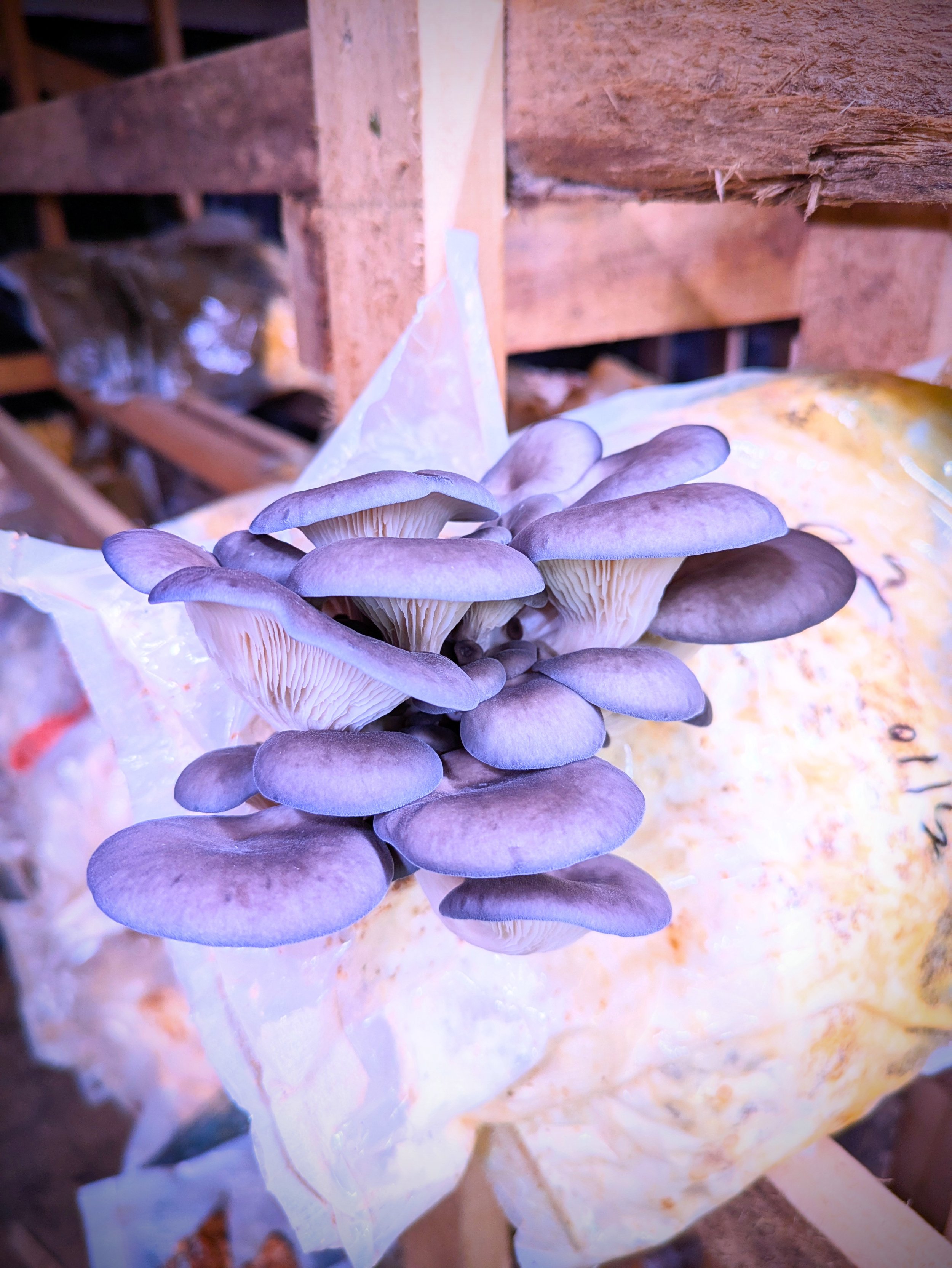 Bigger blue oysters.jpg