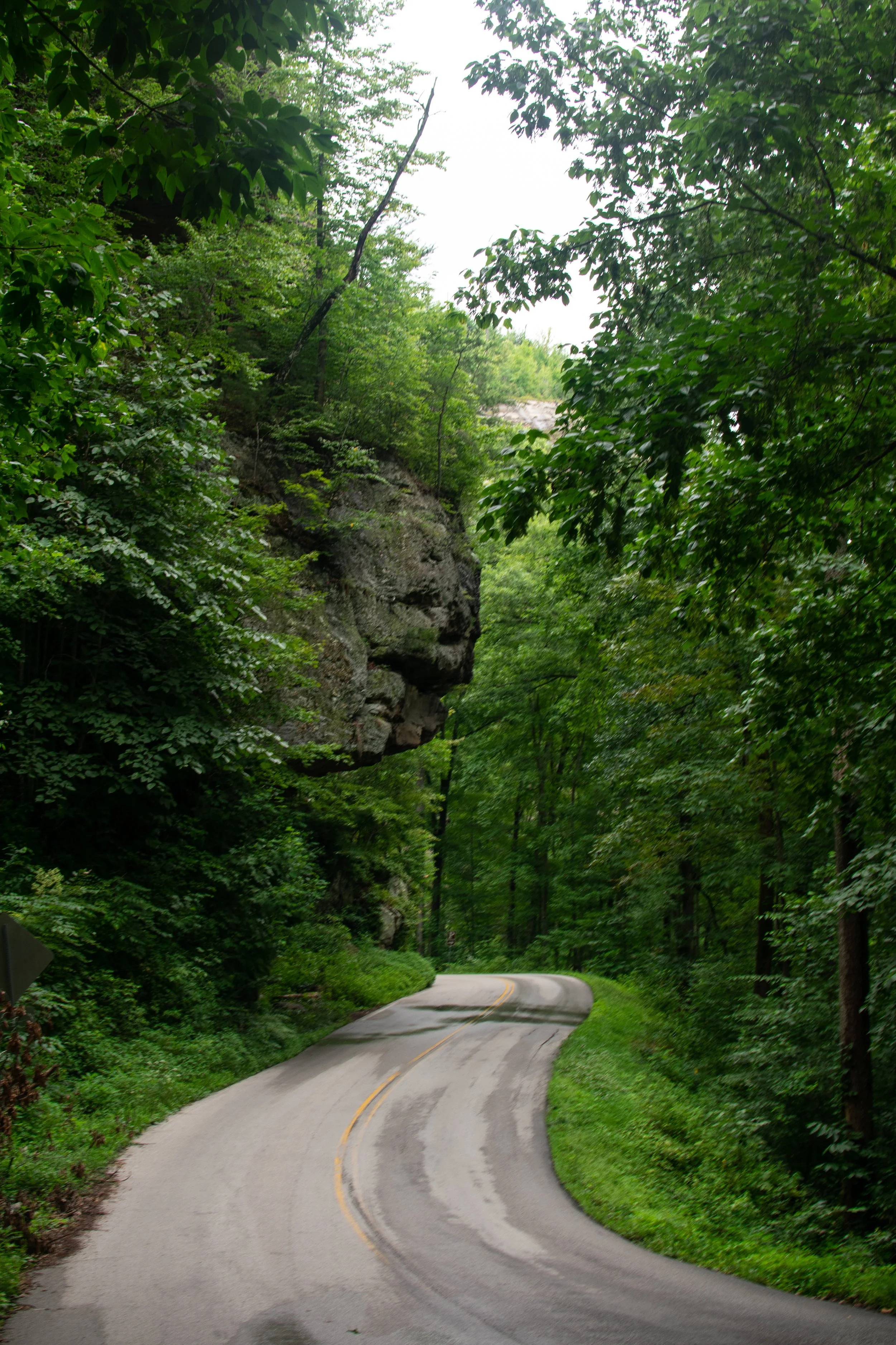 A winding country road flanked by lush green trees and foliage, with a rocky hillside on the left, and the sky visible at the top through the dense leaves.