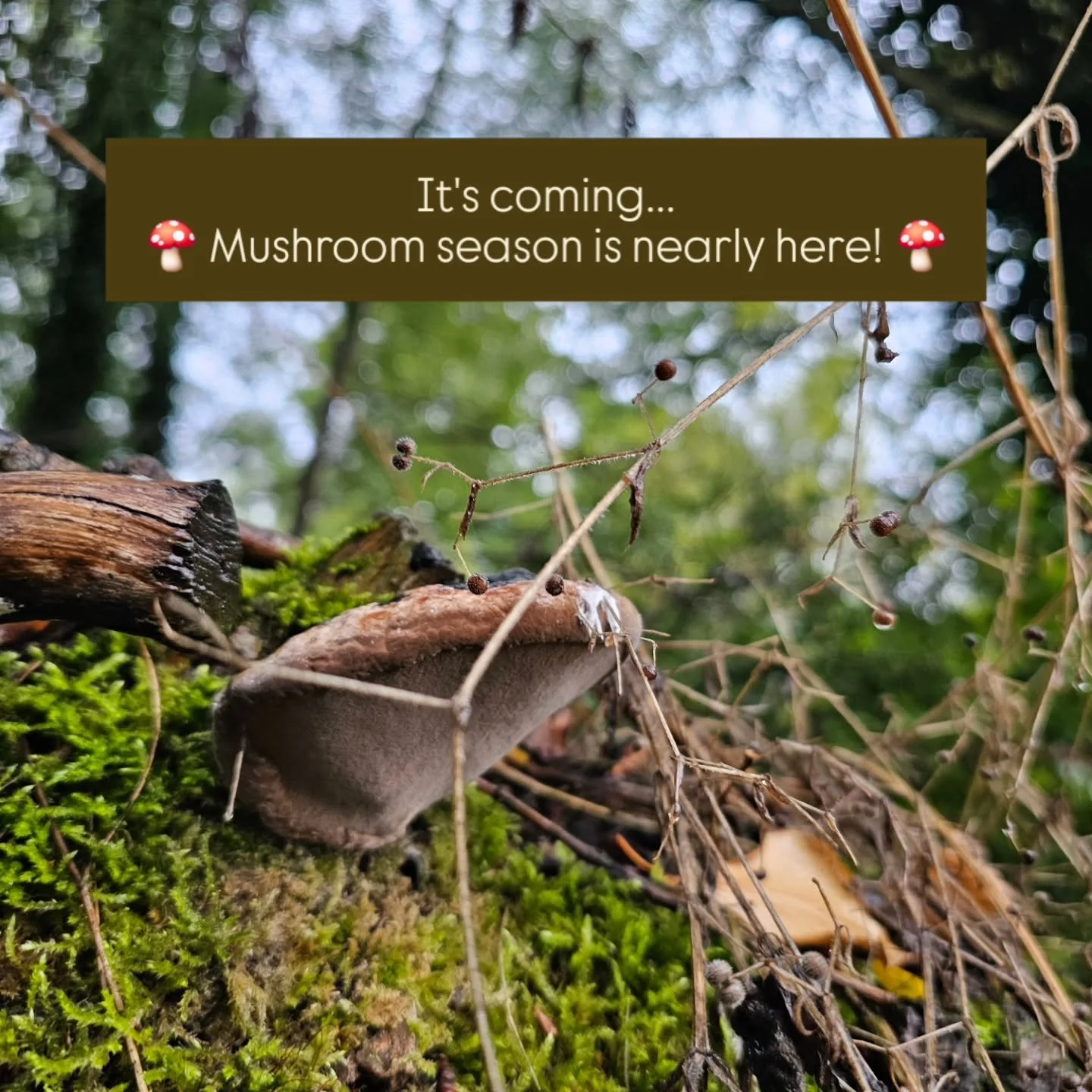 🍄 some fungi facts for you! 🍄 

What's the most impressive fungi you have spotted?! 

#mushrooms #fungi #AutumnWalks #autumn
