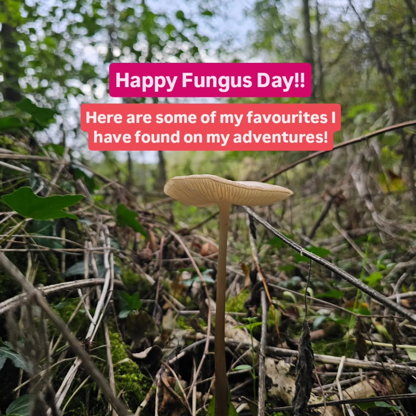 🍄it's fungus day! 🥳🍄 
Still yet to set eyes on the elusive fly agaric!!! 😫