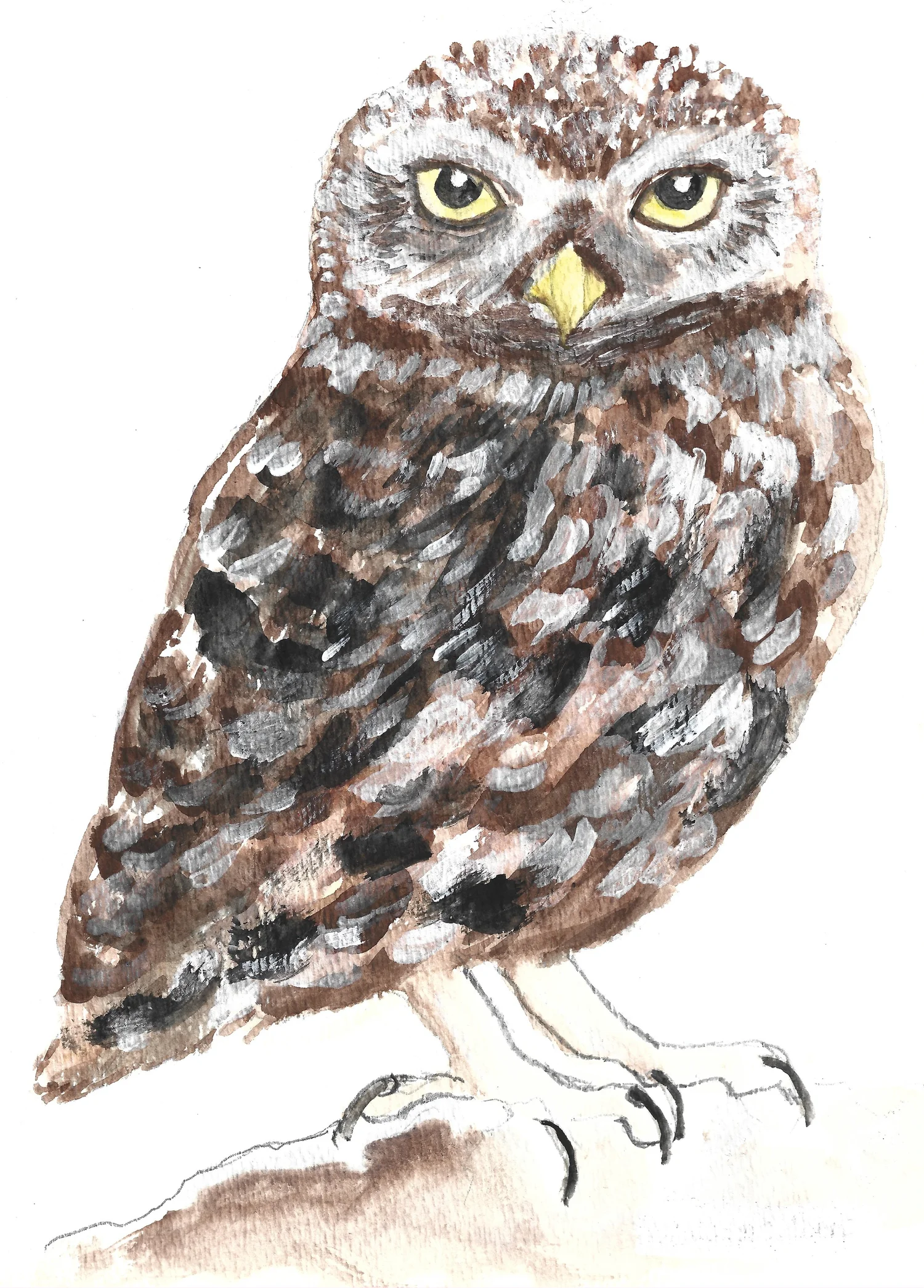 Little Owl Genealogy