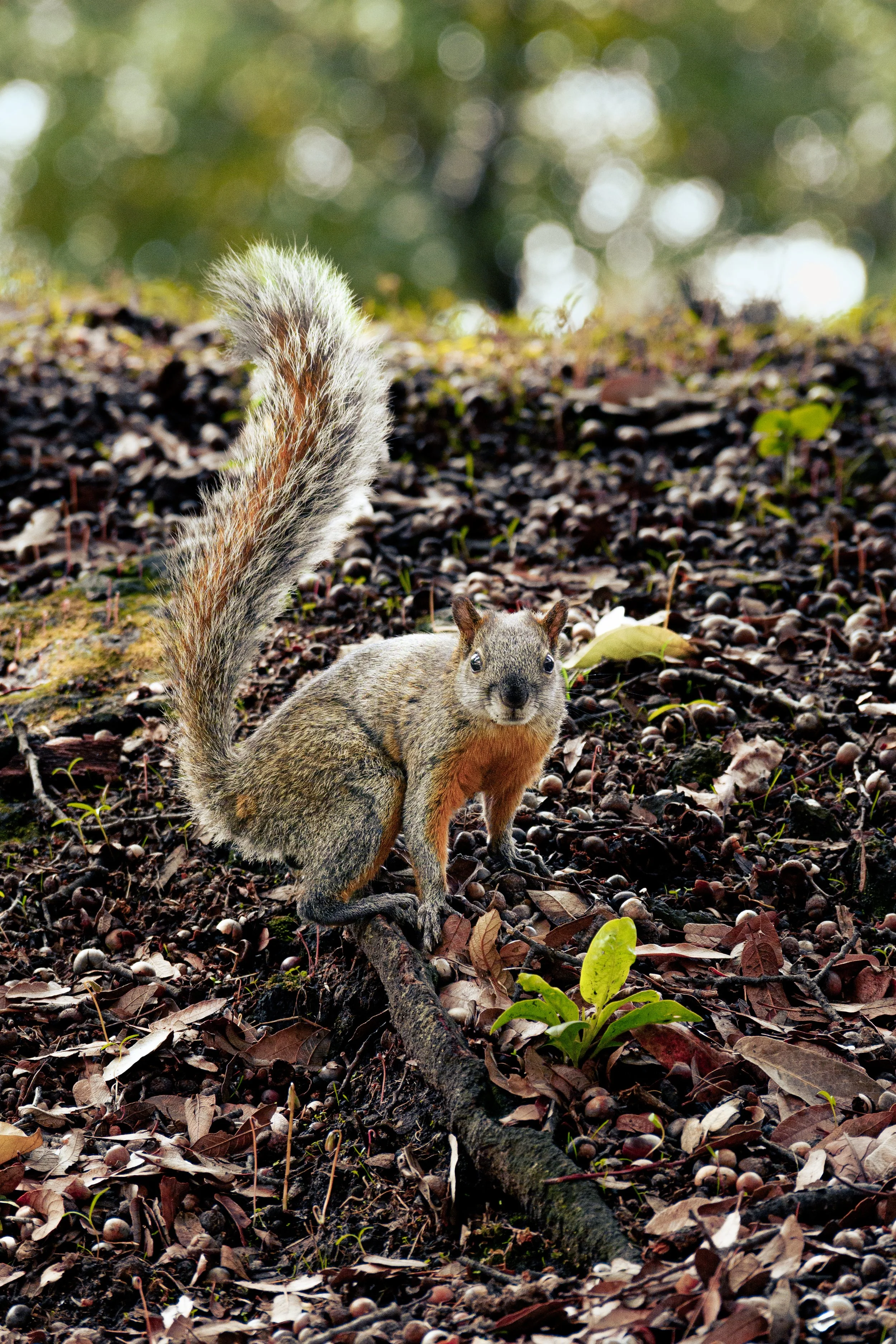DSC_4324.jpg