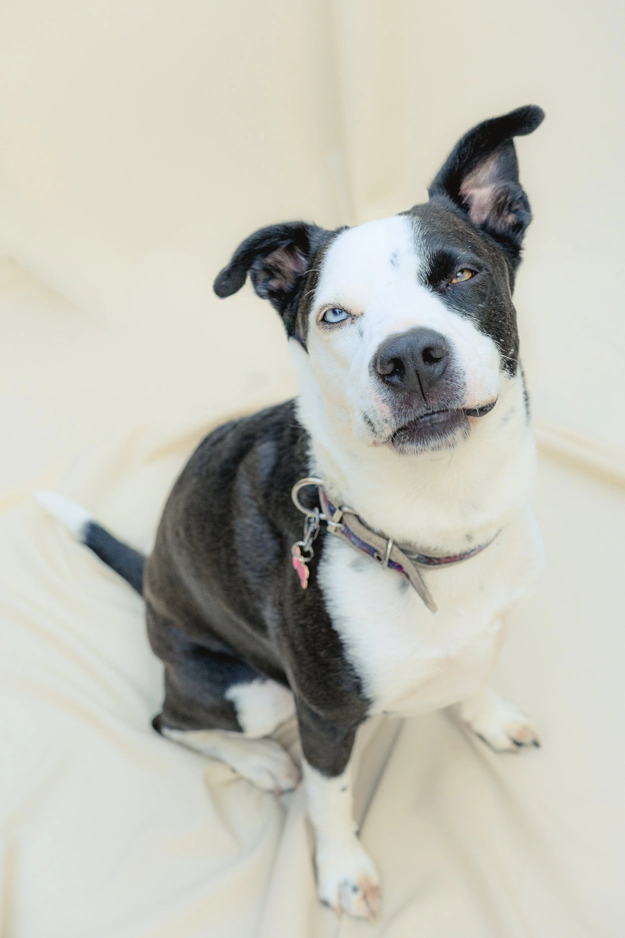 Perro tono negro y blanco con diversidad de ojos, sentado sobre una superficie beige, con una expresión facial indiferente.