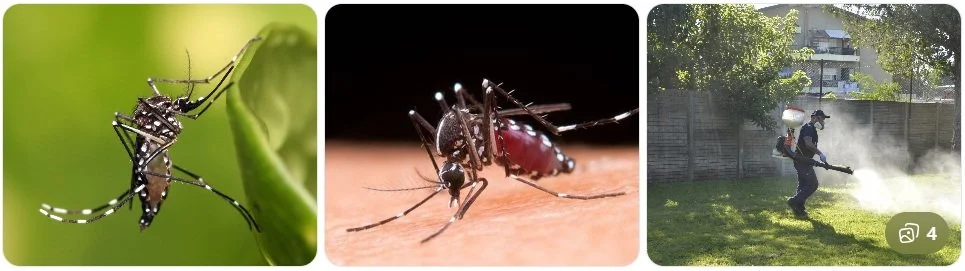 🦟 Mosquitos y plagas en Costa Rica: una amenaza activa para la salud