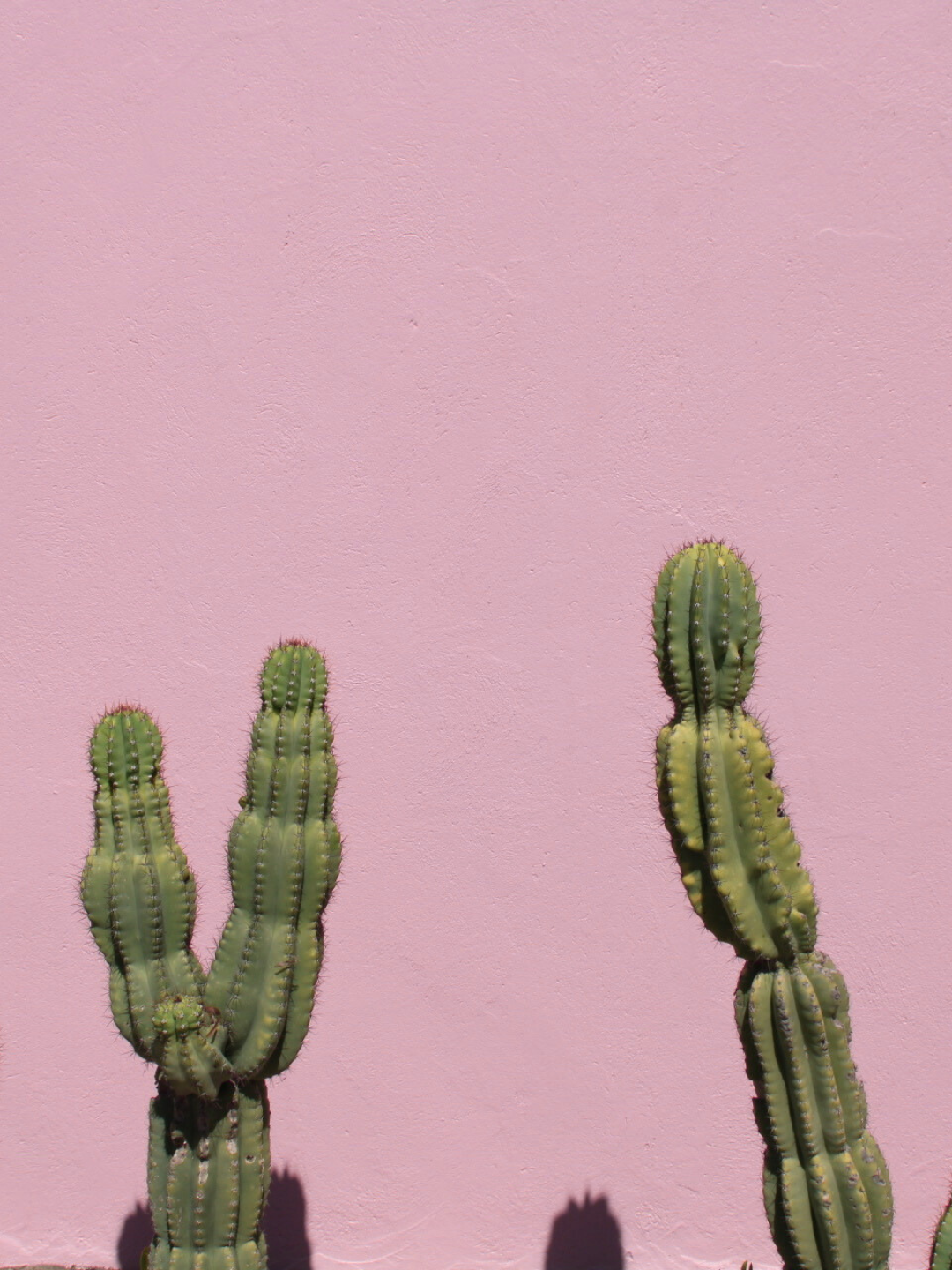 Two green cacti with ribbed, spiny surfaces against a pink wall, casting shadows.