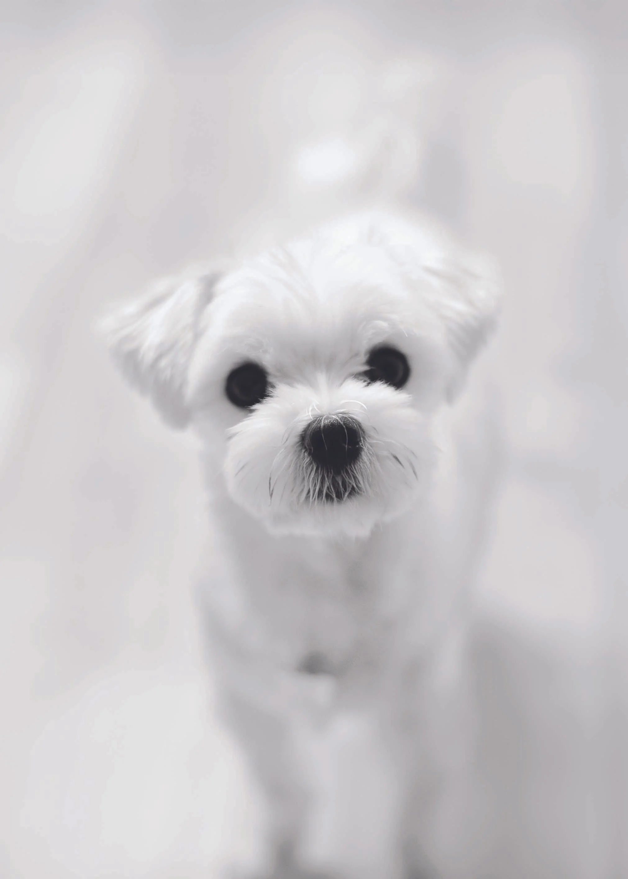Pet Portrait Photography