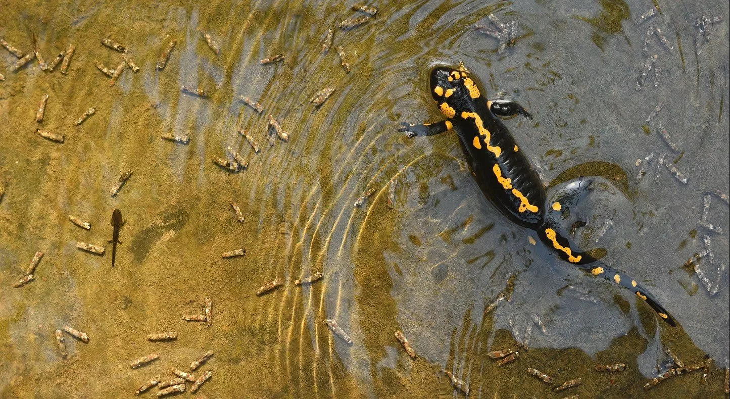 Natuurkunstfoto van Alessandro Oggioni: waterdieren