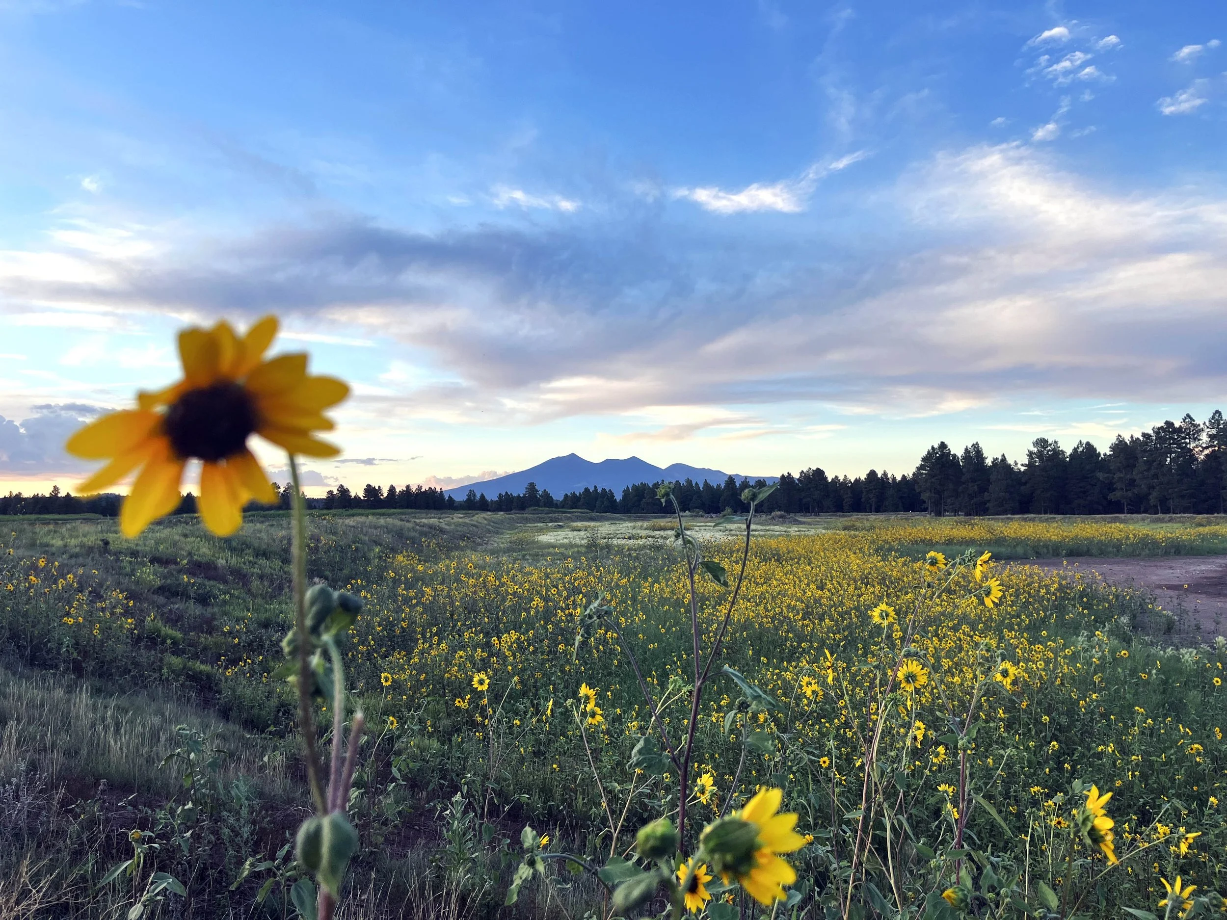 sunflower.jpg