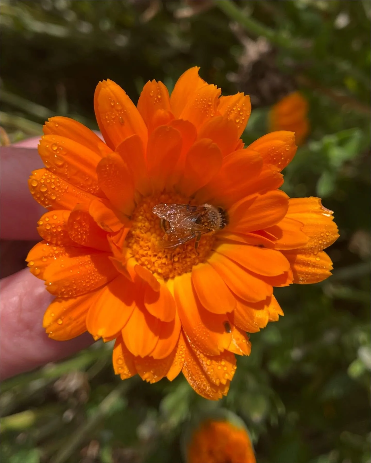 🧡🌼 🐝 Calendula (Calendula officinalis) This is one of my favorite herbs. It has so many benefits topically and internally. &bull; Soothes irritated skin (eczema, rashes, sunburn and acne &bull; Promotes wound healing &bull; Anti-inflammatory &bull