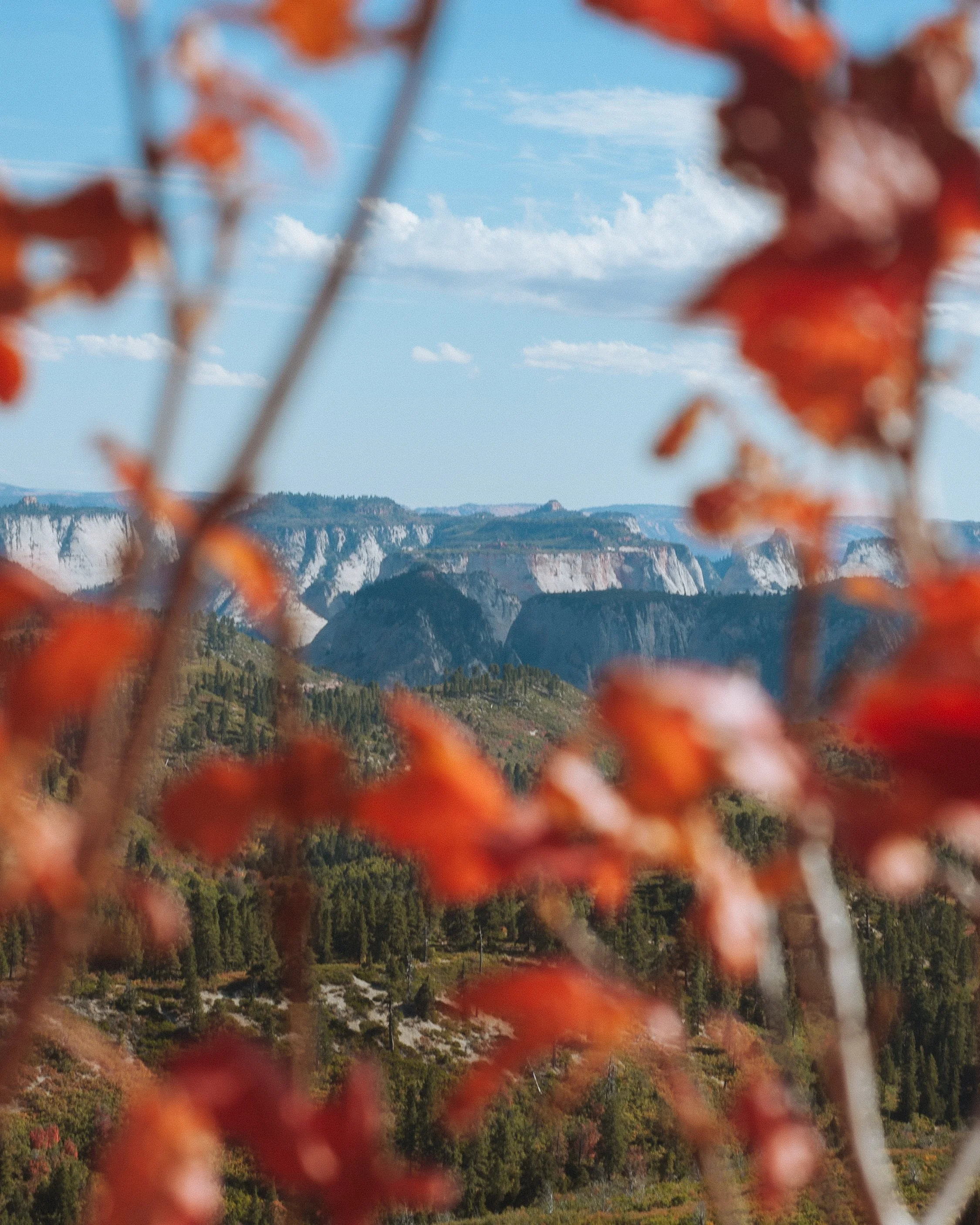 zion leaves 3.jpg