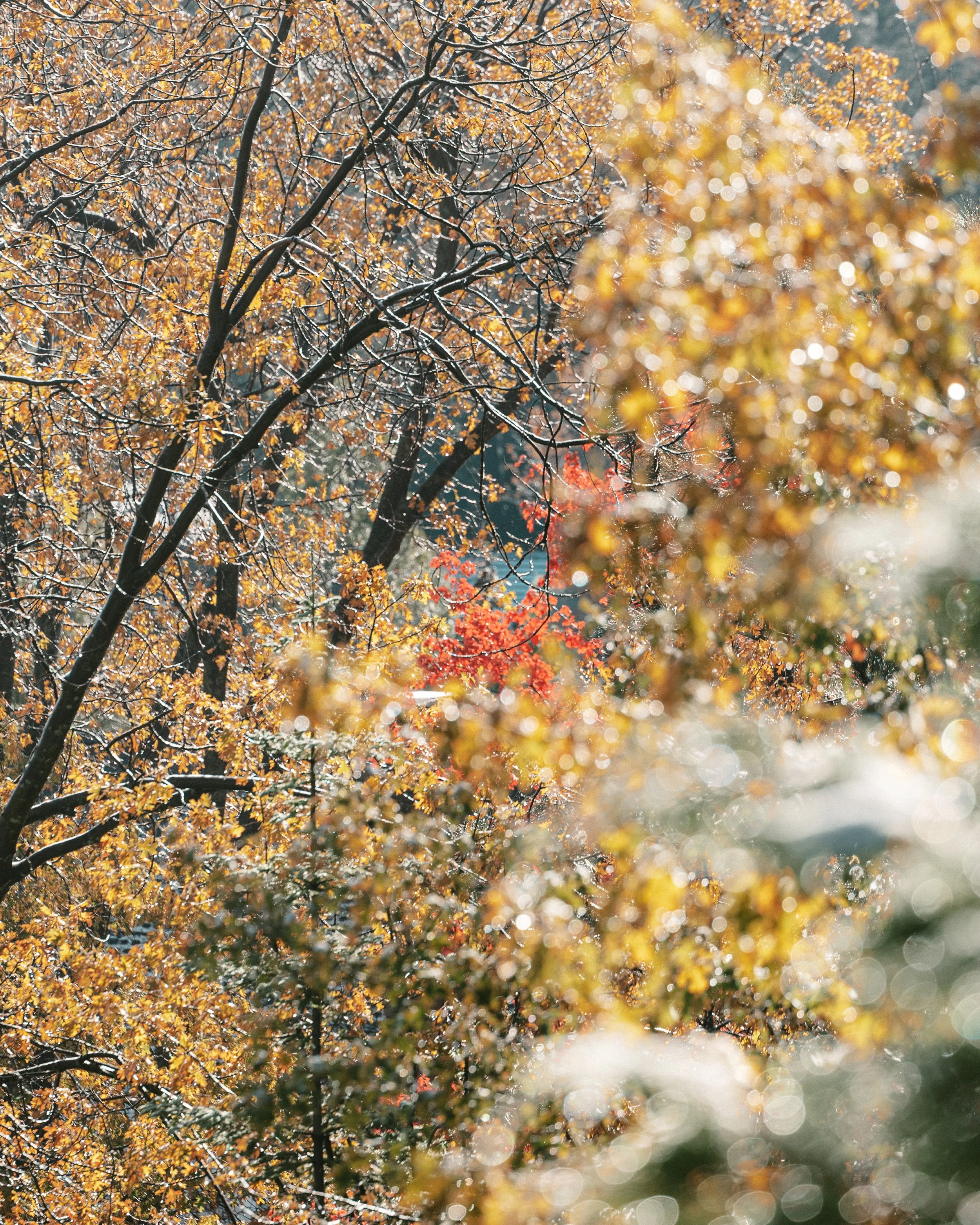 arrowhead leaves.jpg