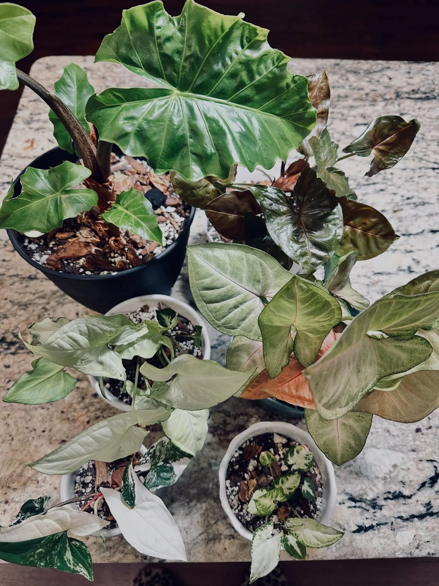 Rooted in intention. Growing in authority. 🌿
Plants are part of my design ethos at Vibe- layered in to bring life, balance, and function, not just beauty. Research consistently shows that indoor plants can reduce stress, improve mood, and support be