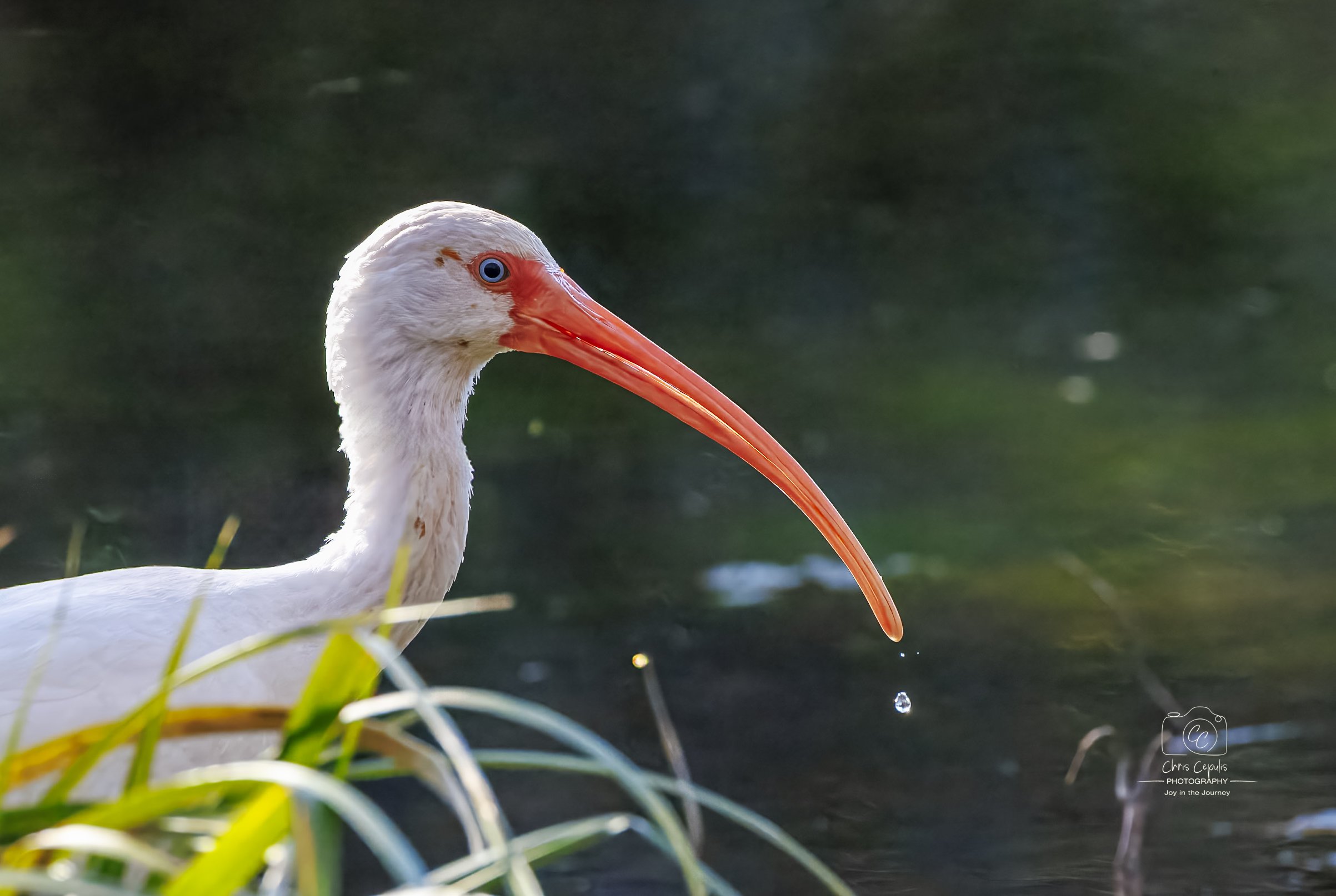 White Ibis