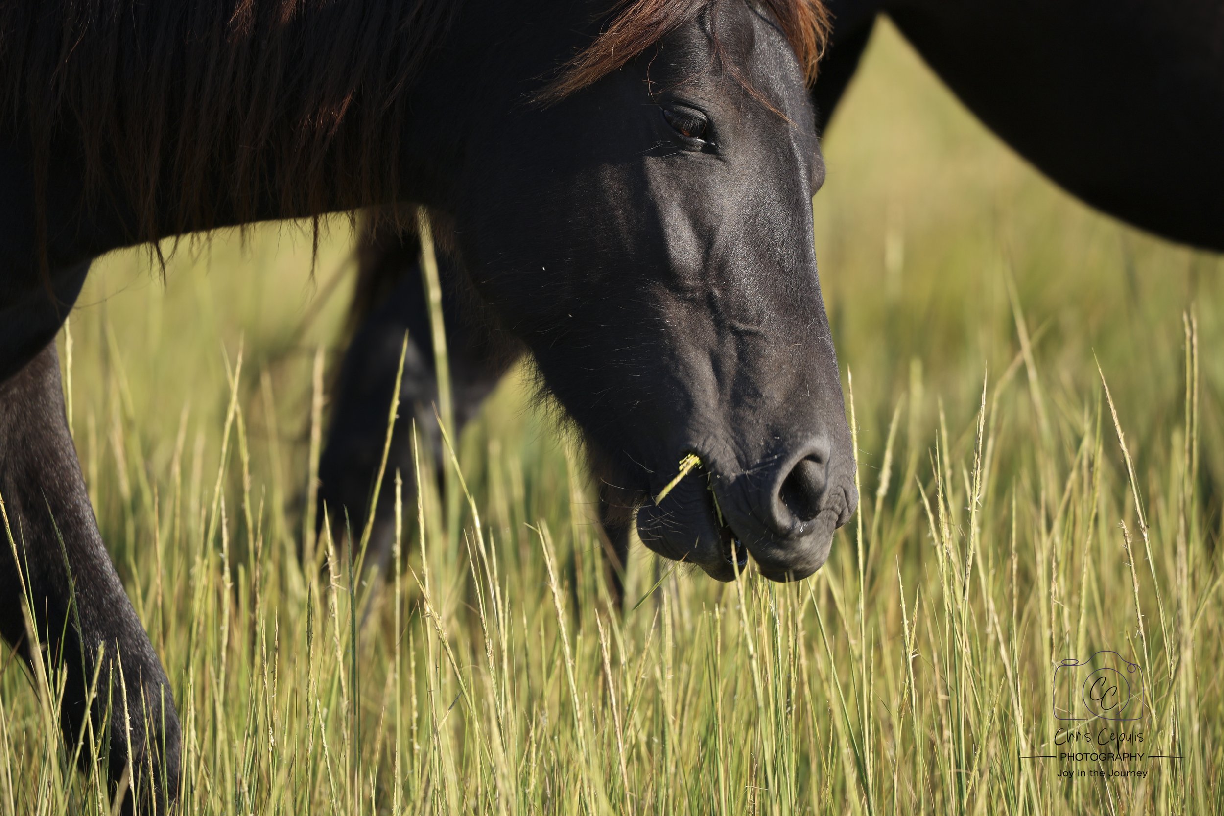 Chincoteague Pony