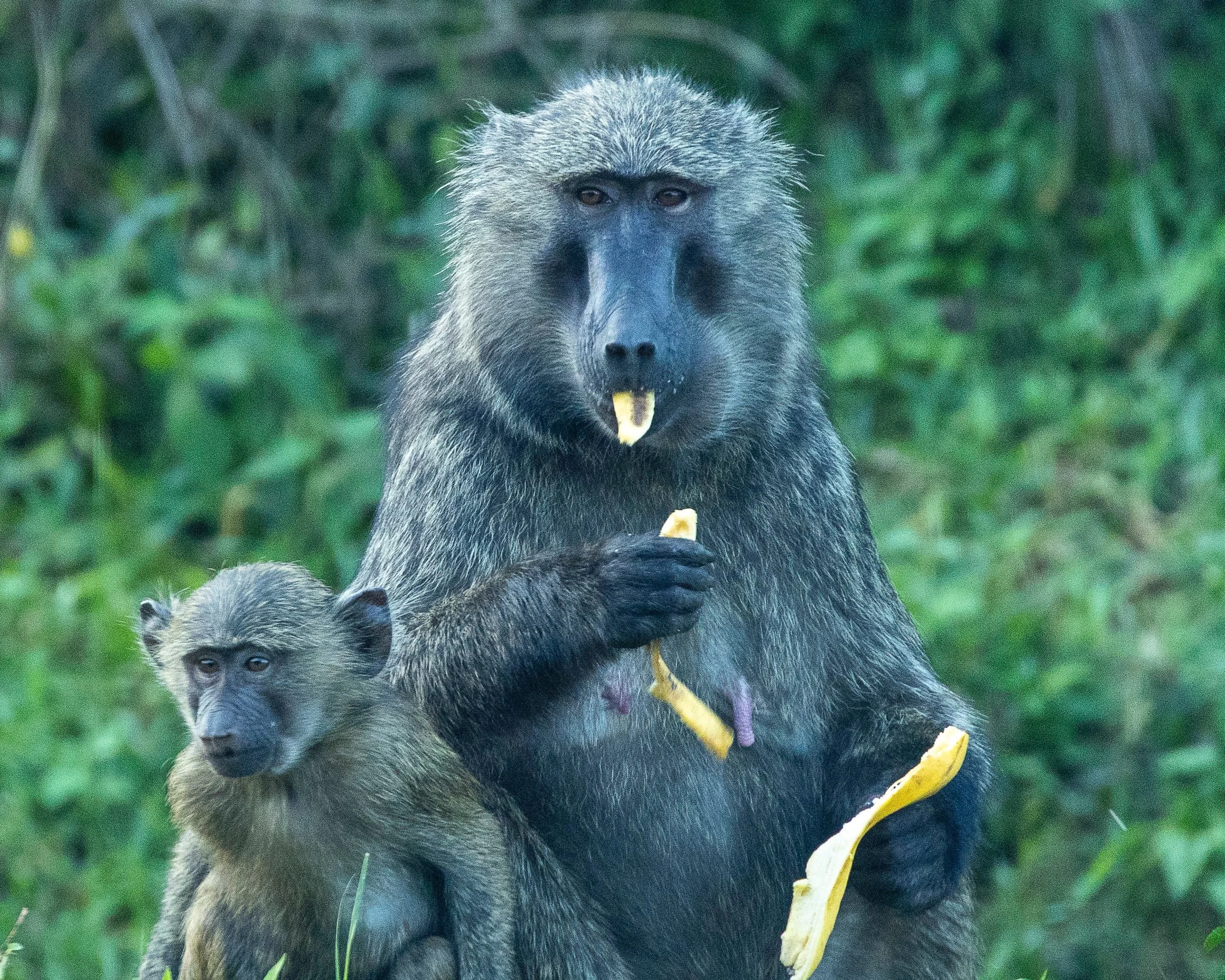 Baboon