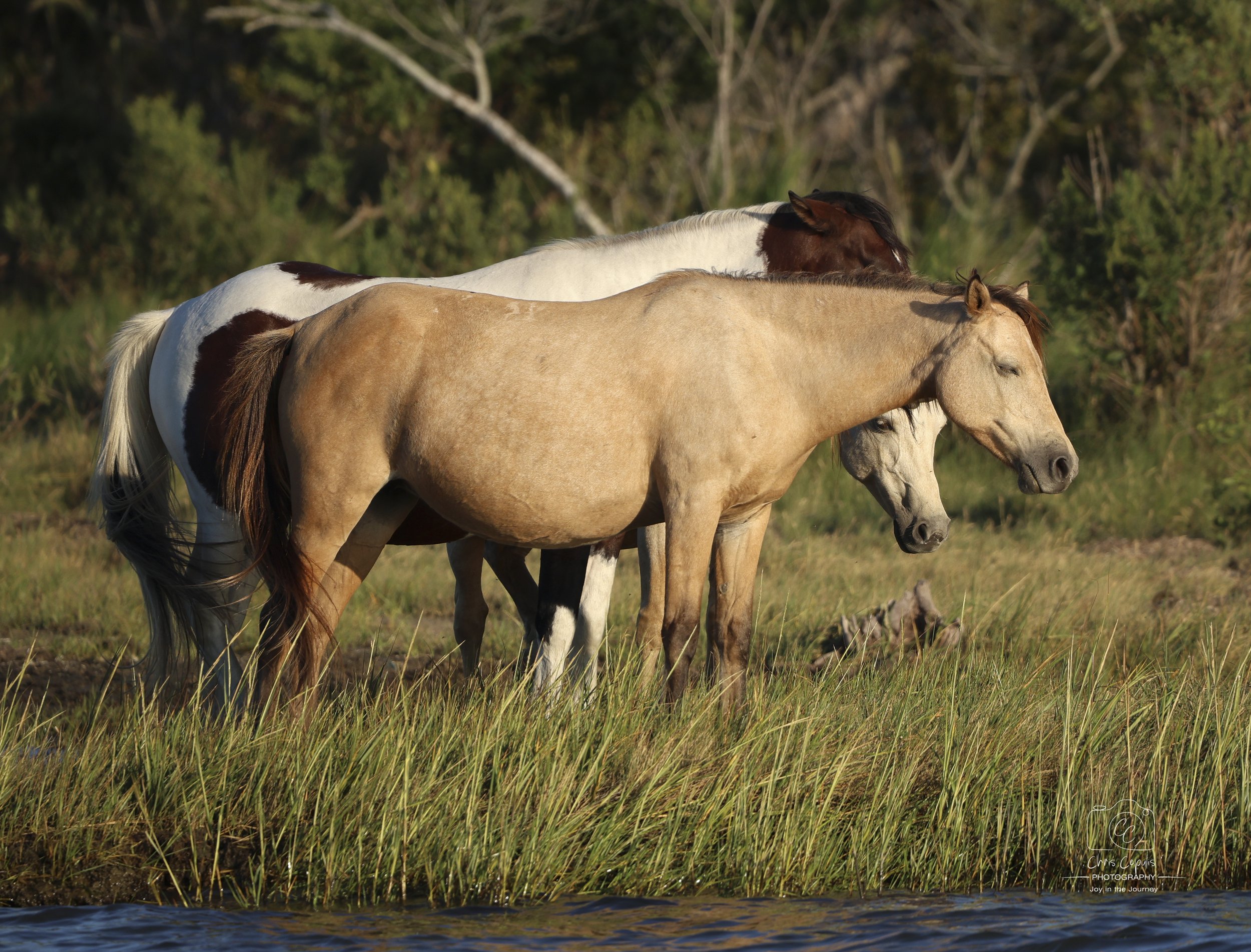 Chincoteague Ponies