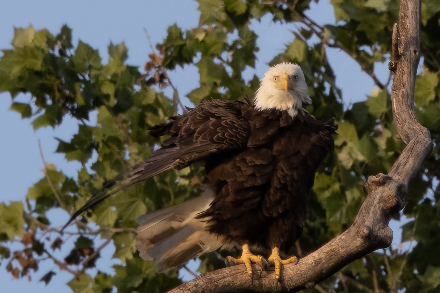 Eagle