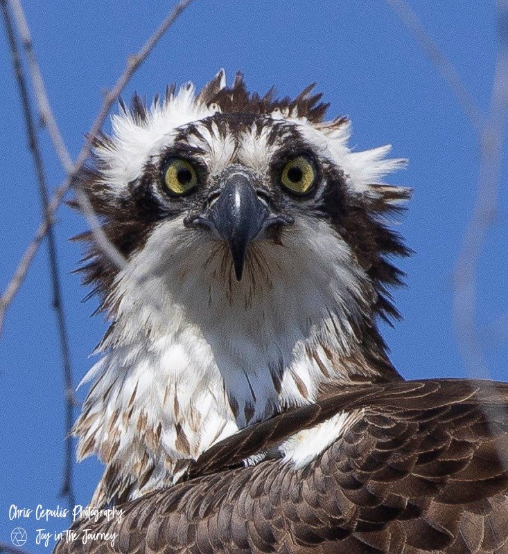 Osprey