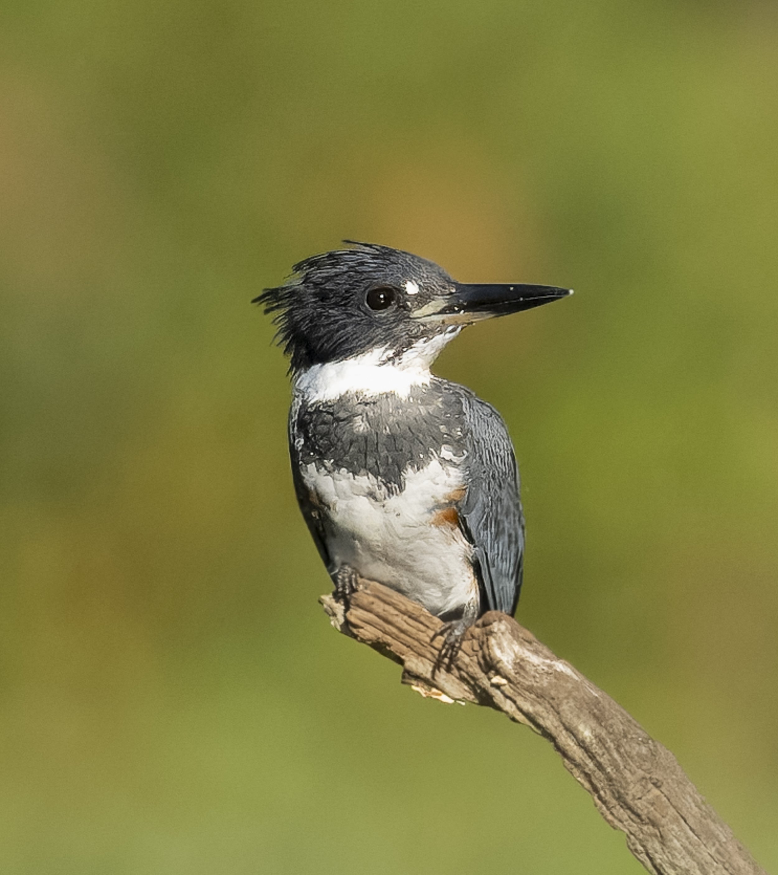 Belted Kingfisher