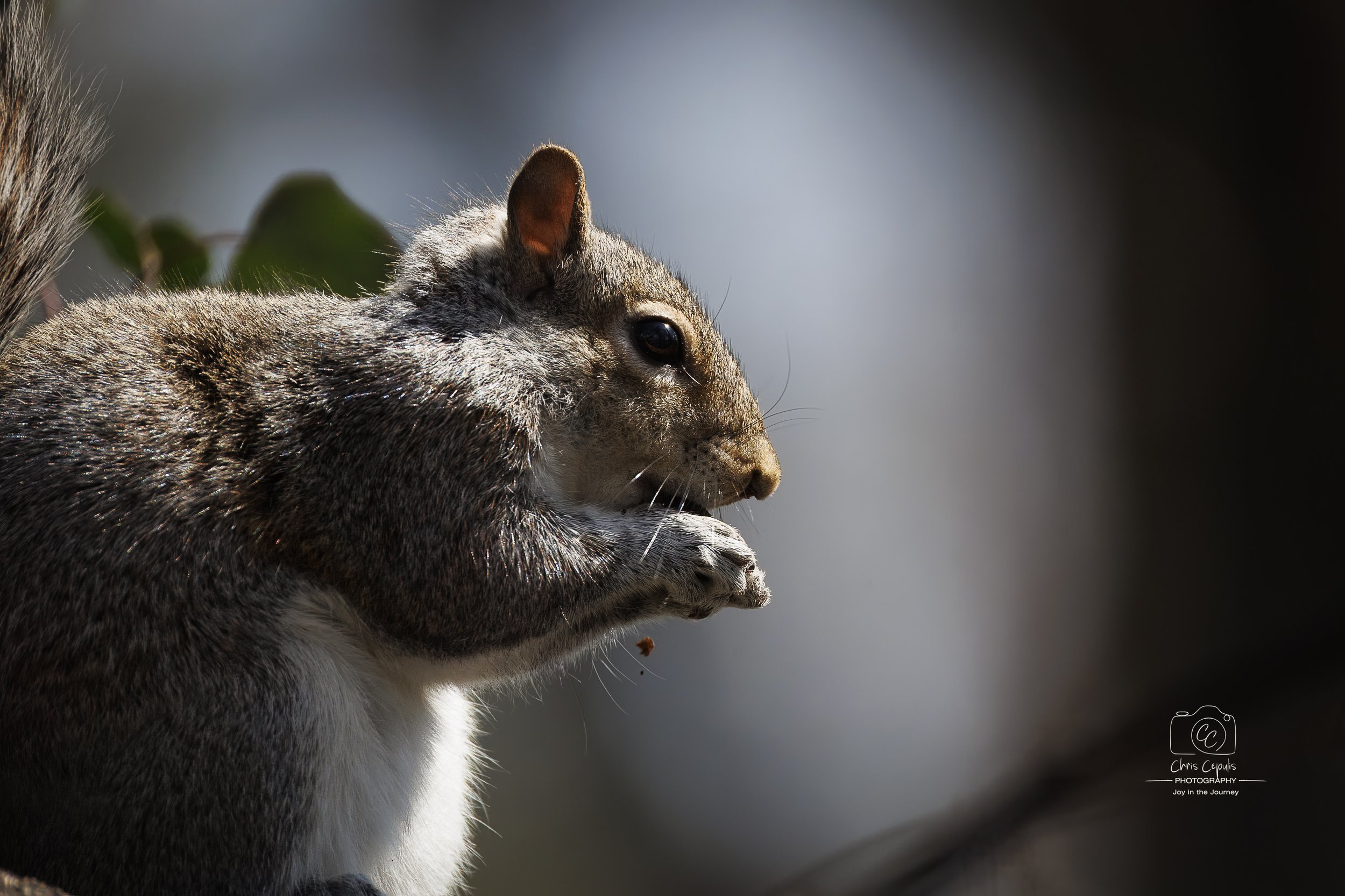 Grey Squirrel
