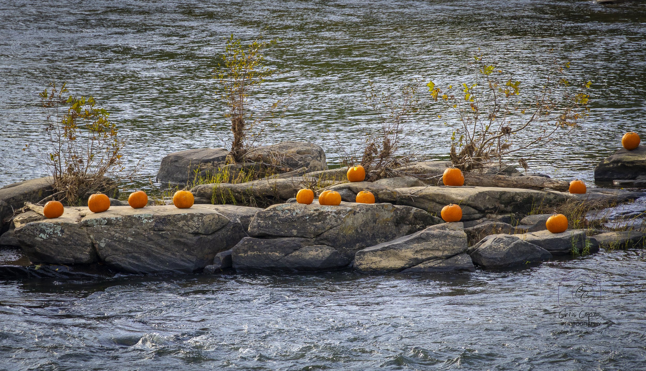 Pumpkins on the Rappahannock