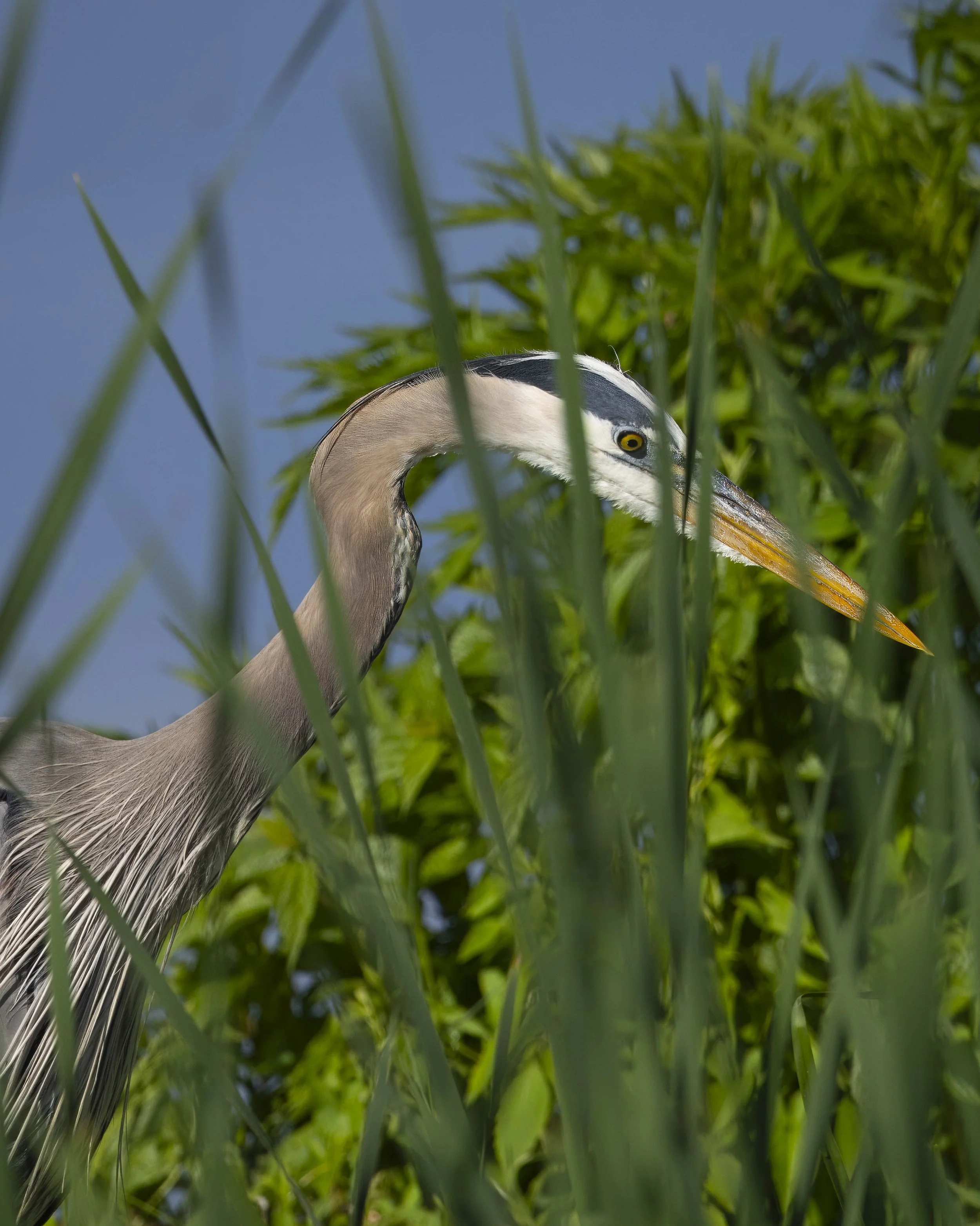 Great Blue Heron