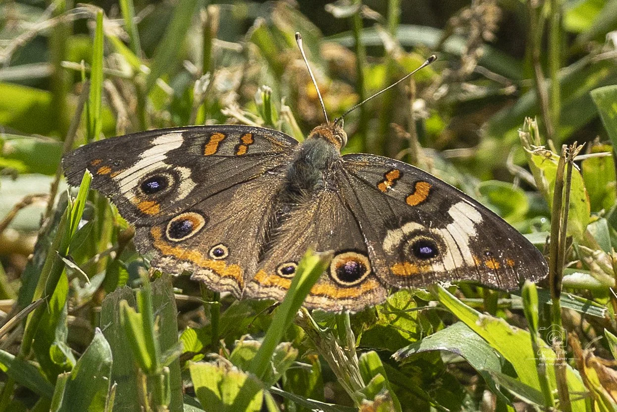 Common Buckeye