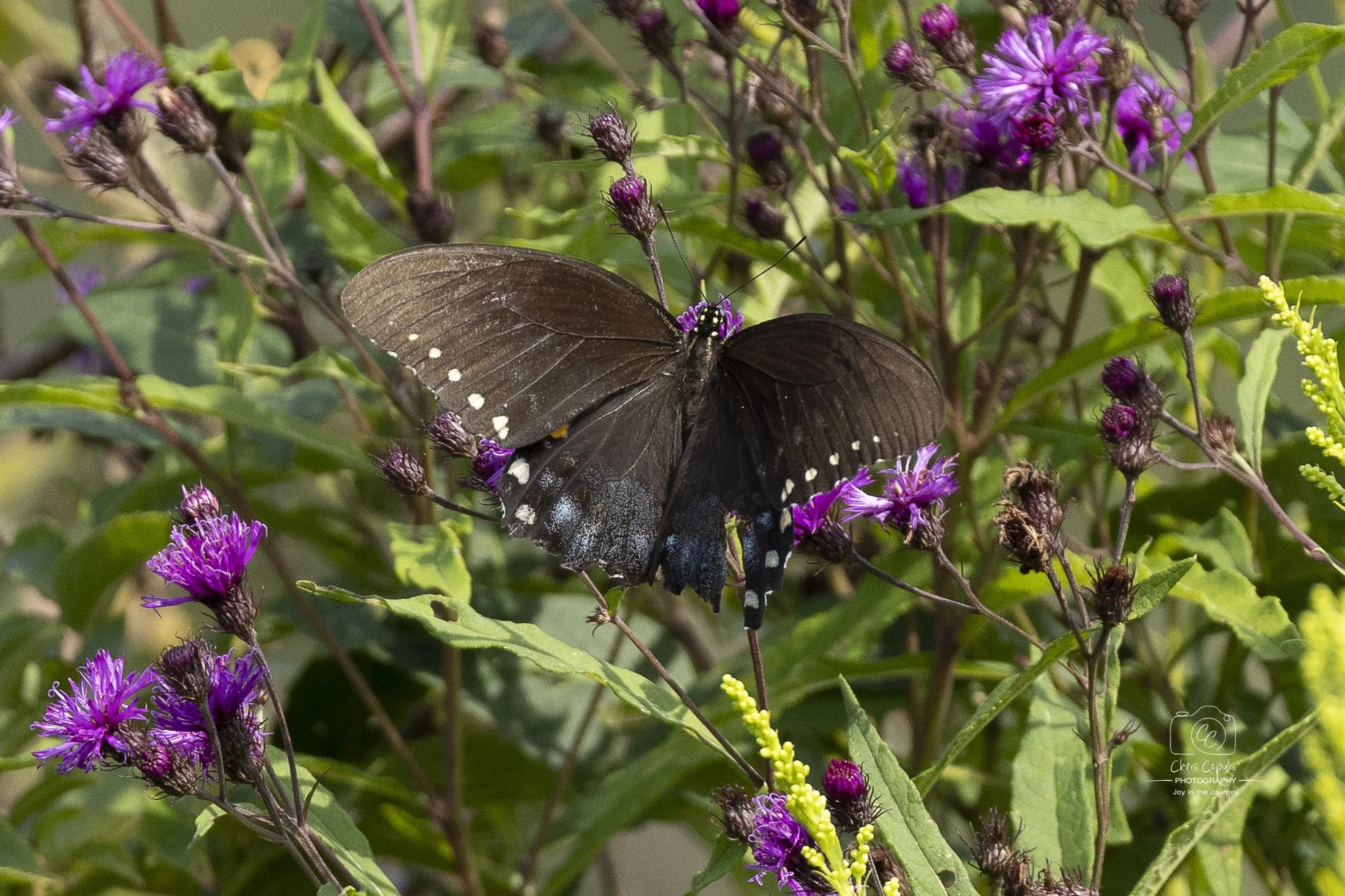 Black Swallowtail