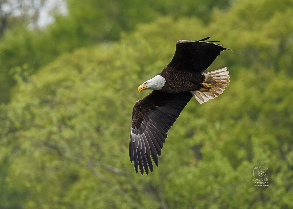 Bald Eagle