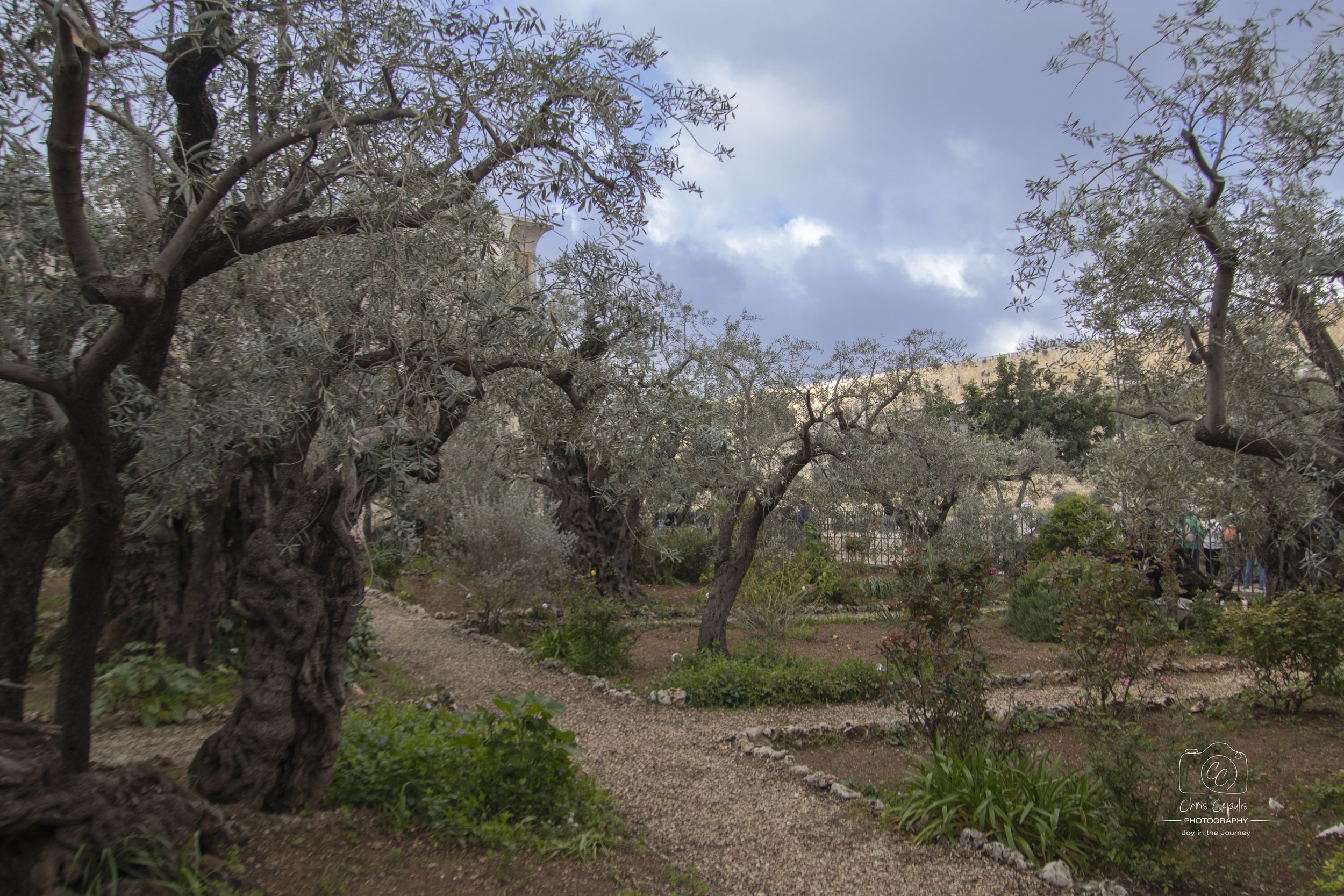 Garden of Gethsemane
