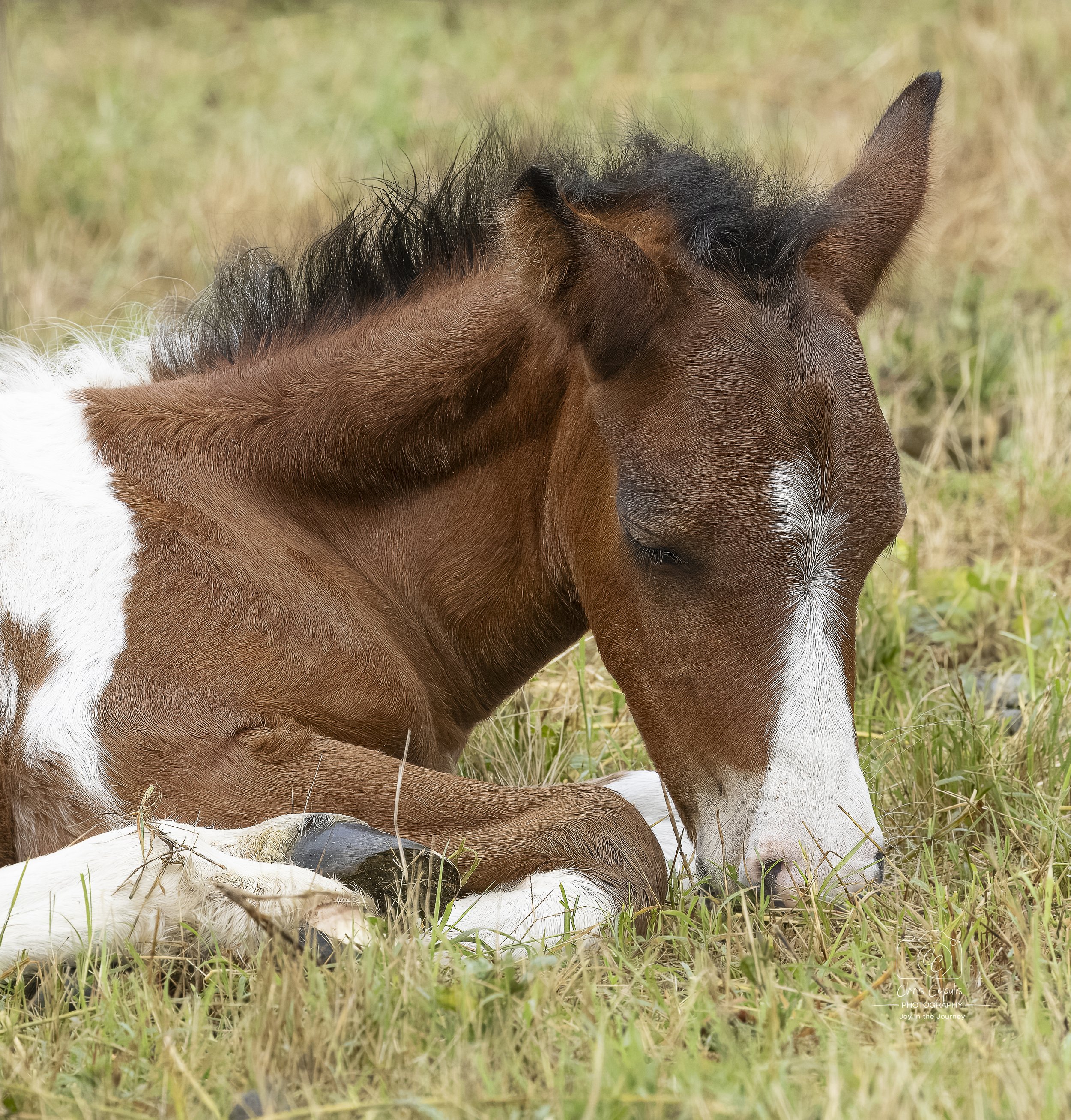 Chincoteague Pony