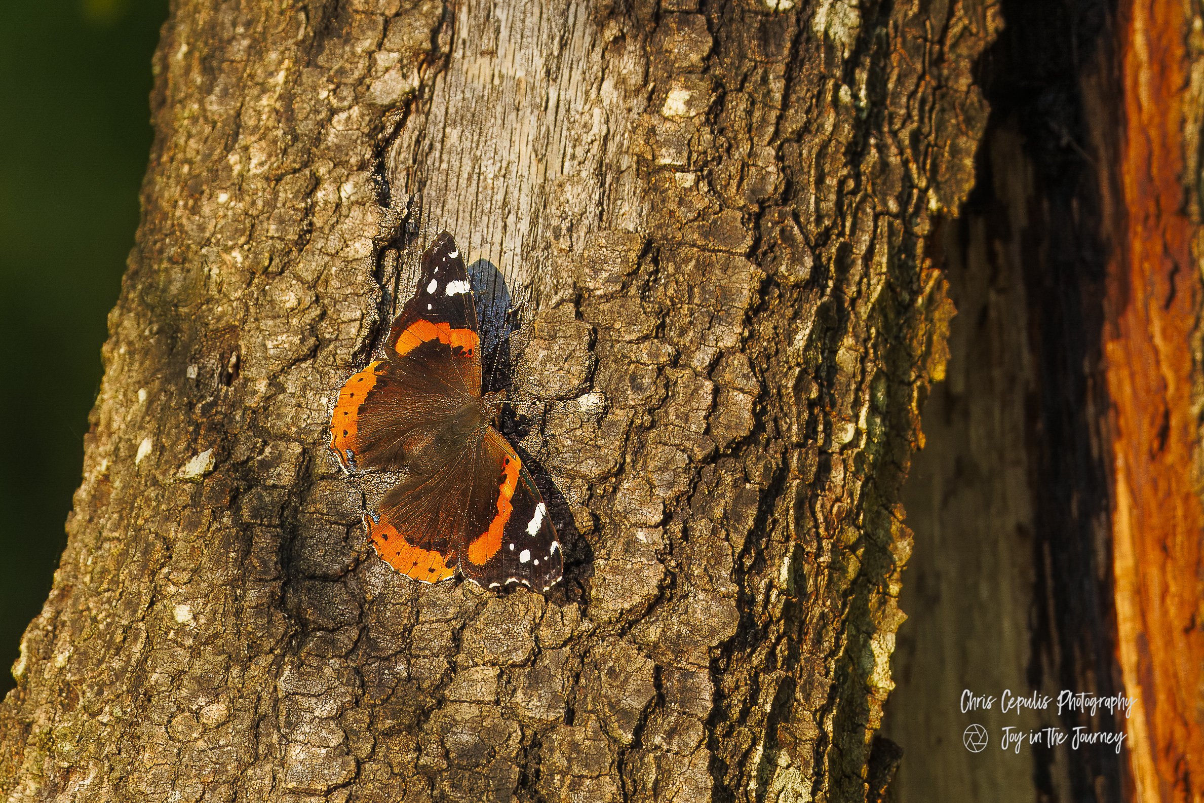 Red Admiral Butterfly