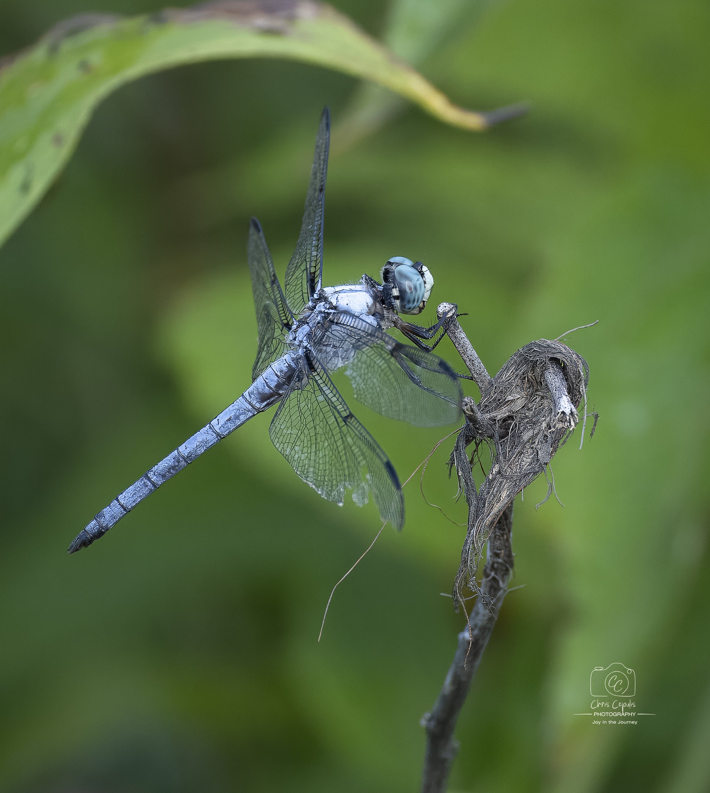 Blue dasher butterfly