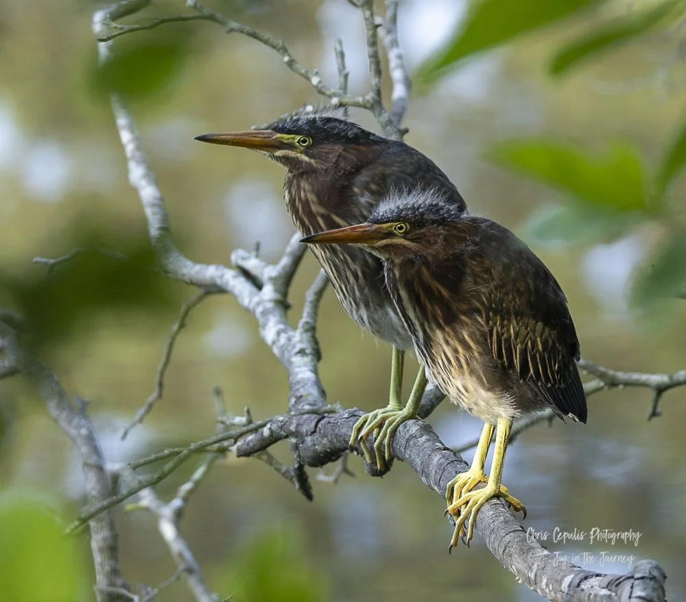 Juvenile Green Herons