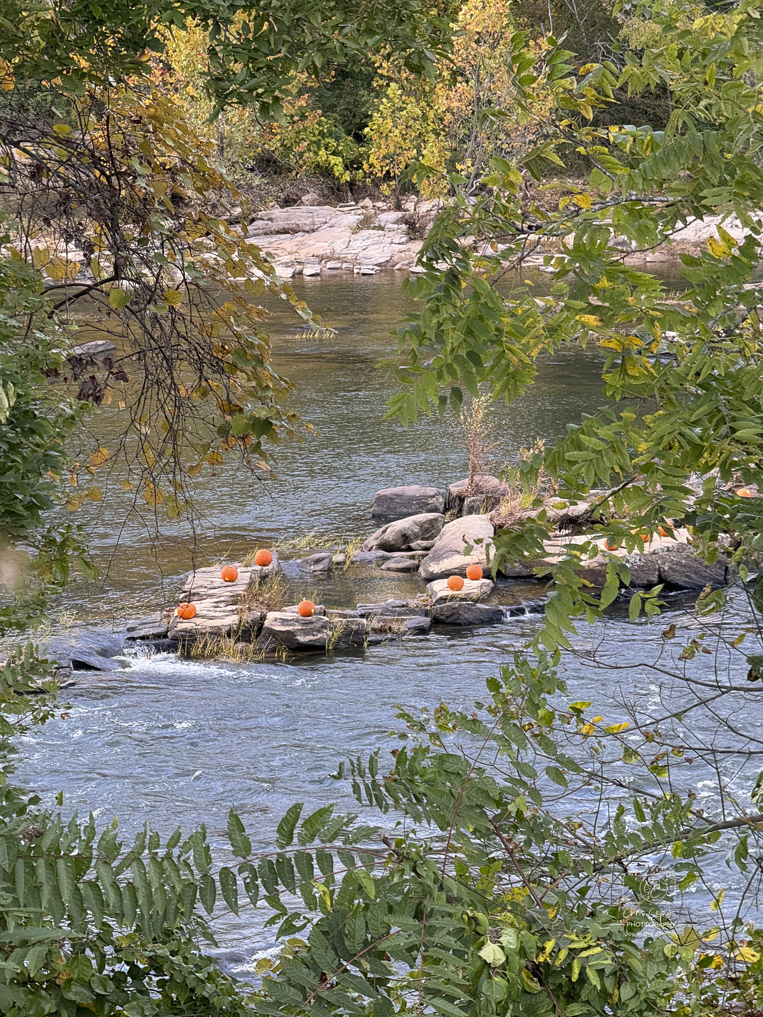 Pumpkins on the Rappahannock