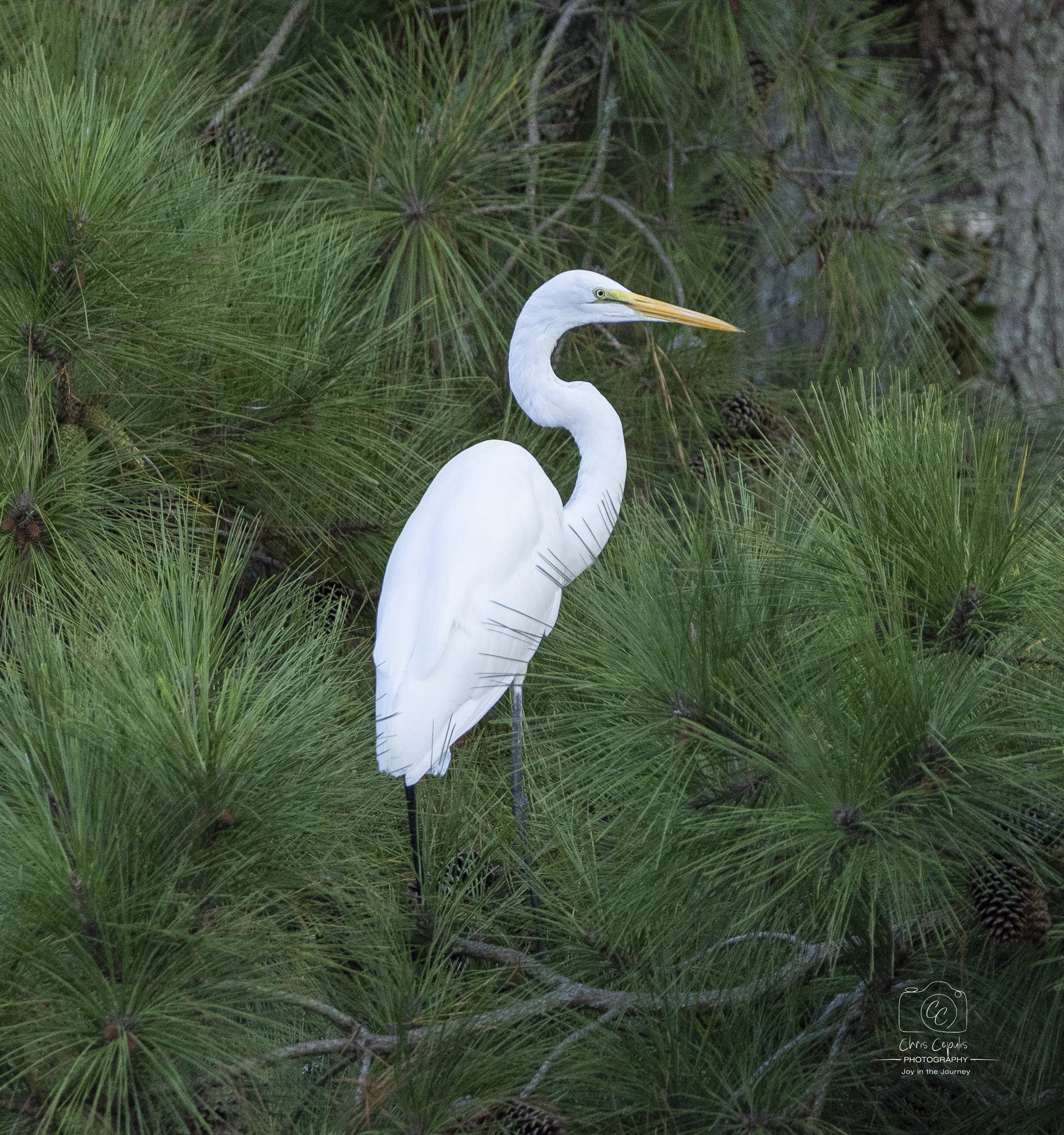 White Egret