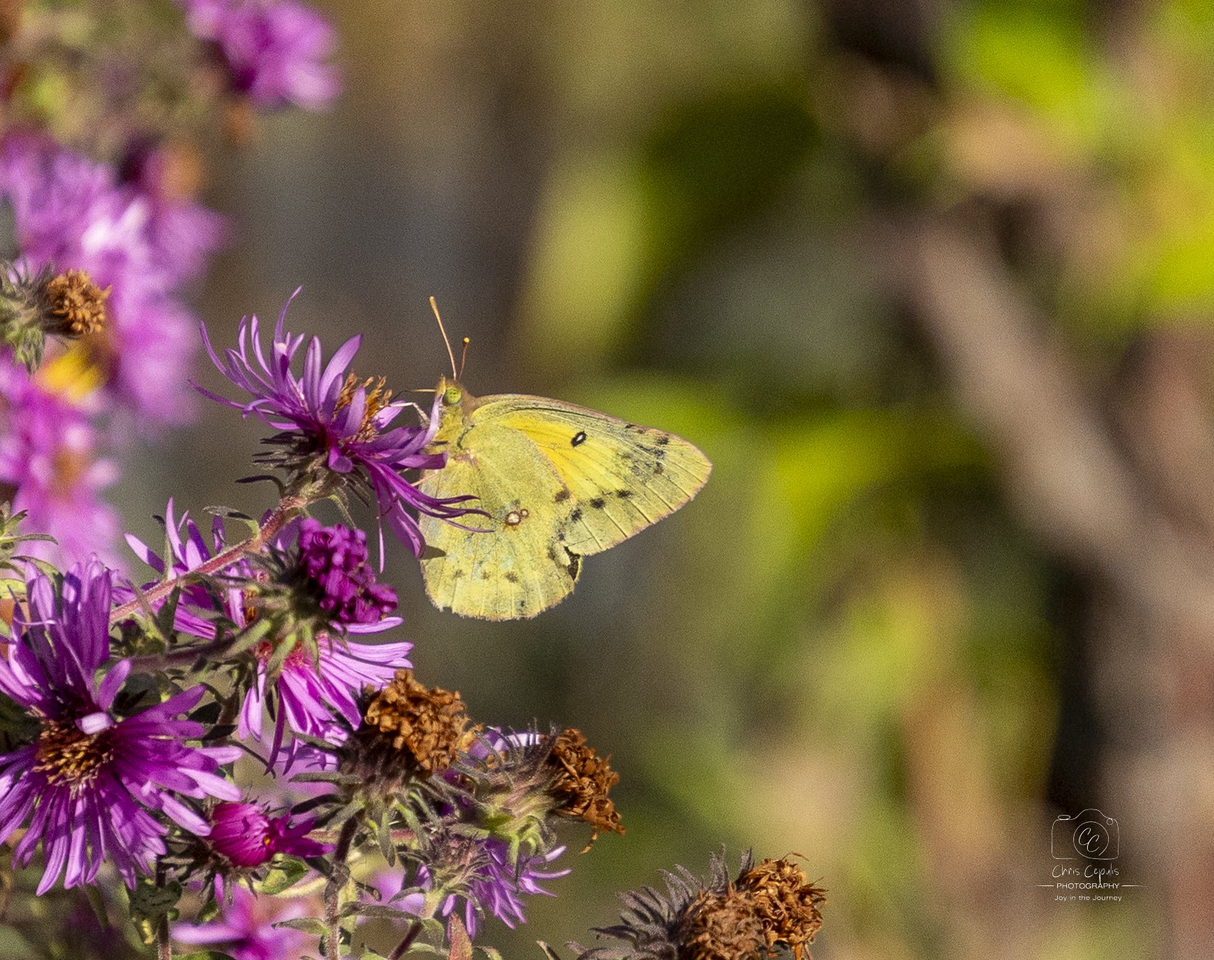 Yellow sulphur