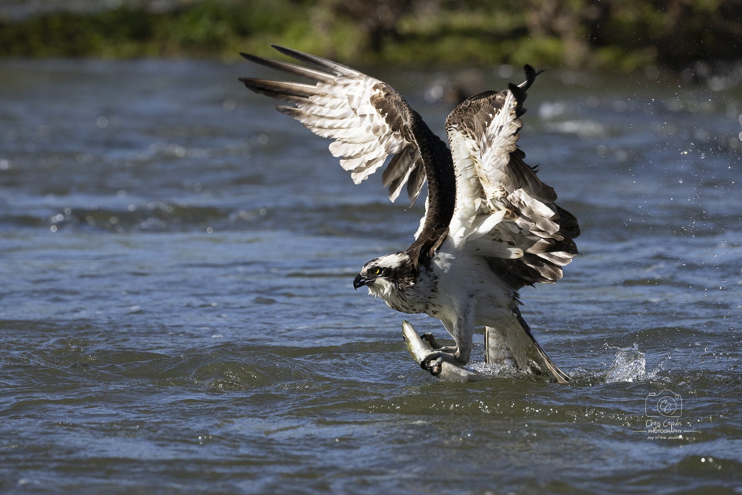 Osprey with fish
