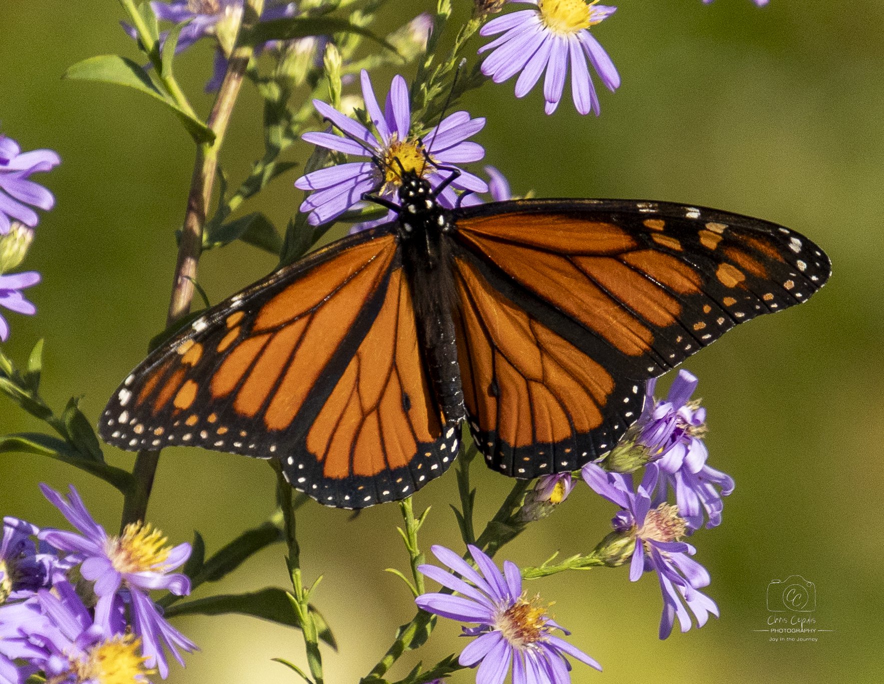 Monarch