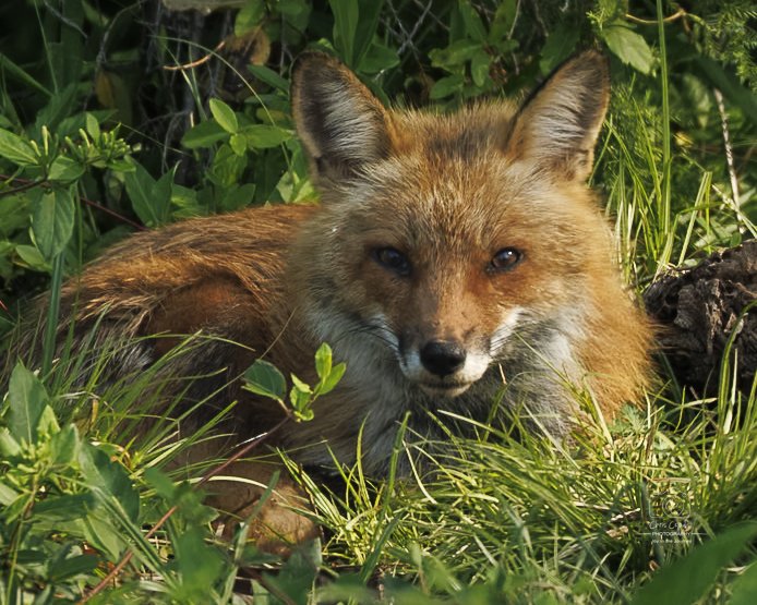 Red Fox