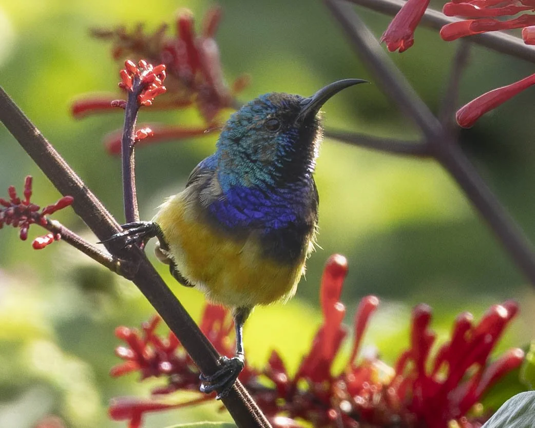 Sunbird