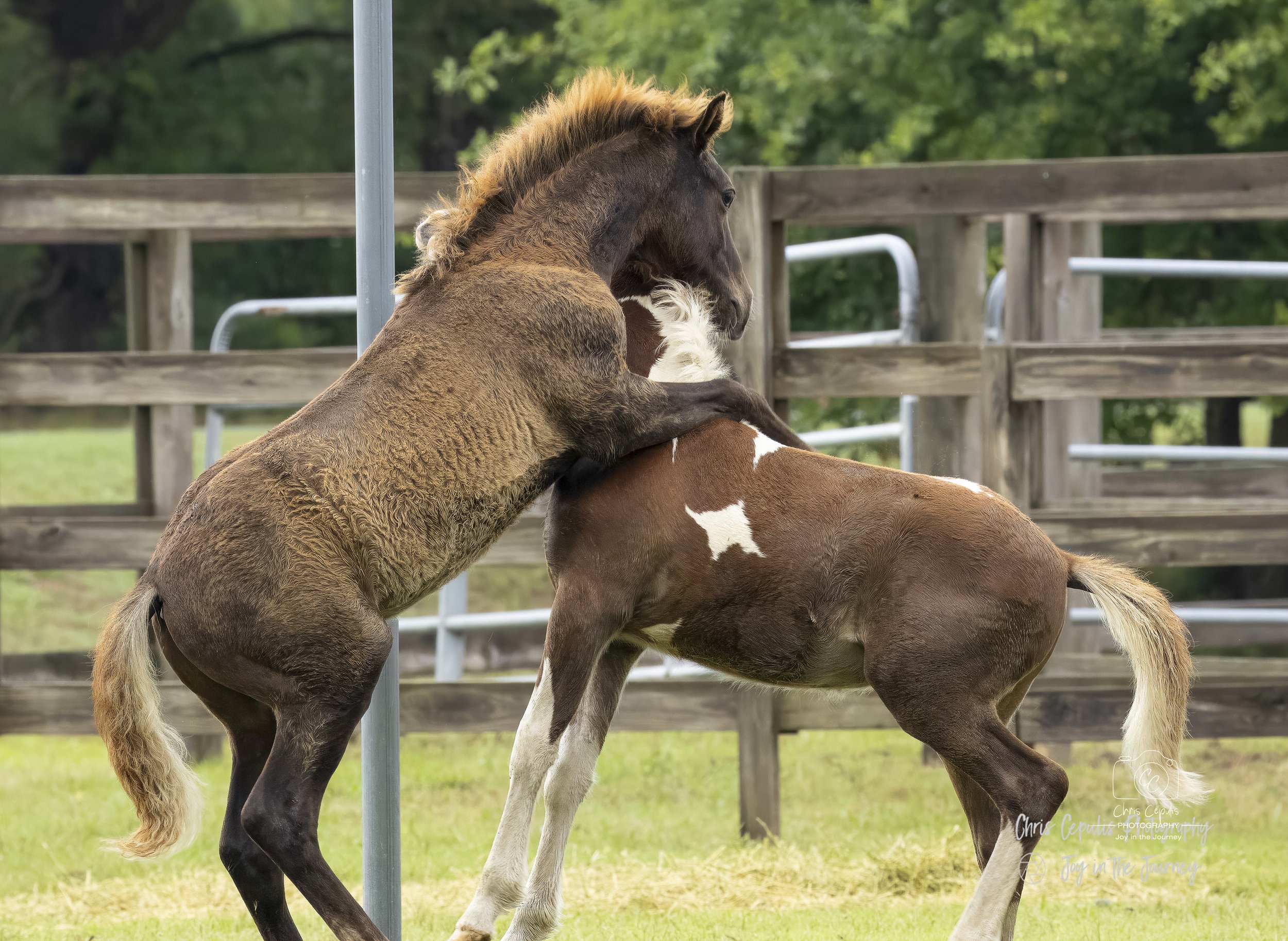 Chincoteague Ponies