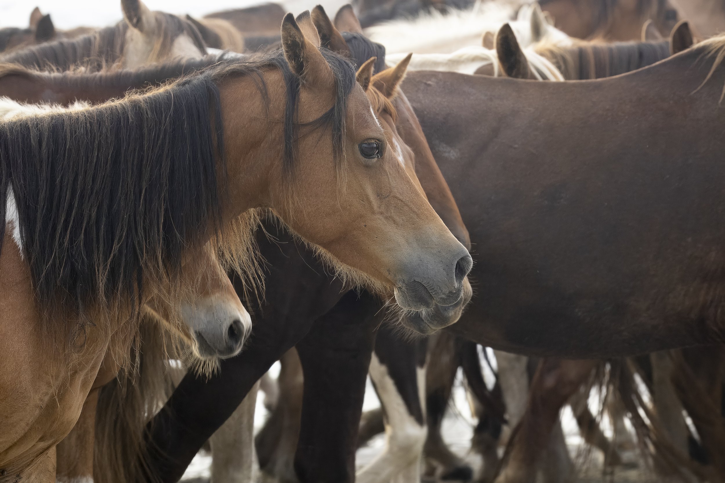 Chincoteague Pony
