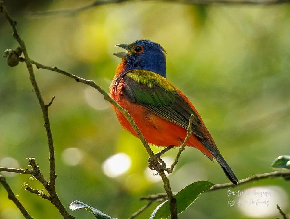 Painted Bunting