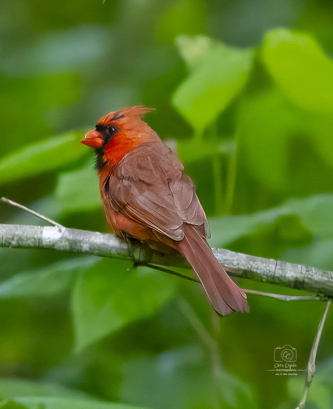 Cardinal