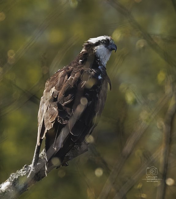 Osprey